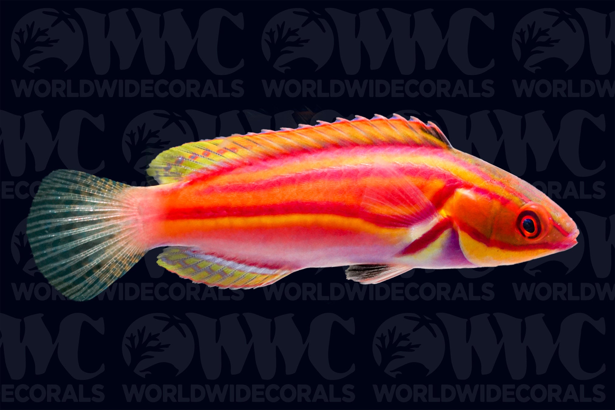 Laboute's Fairy Wrasse - Vanuatu