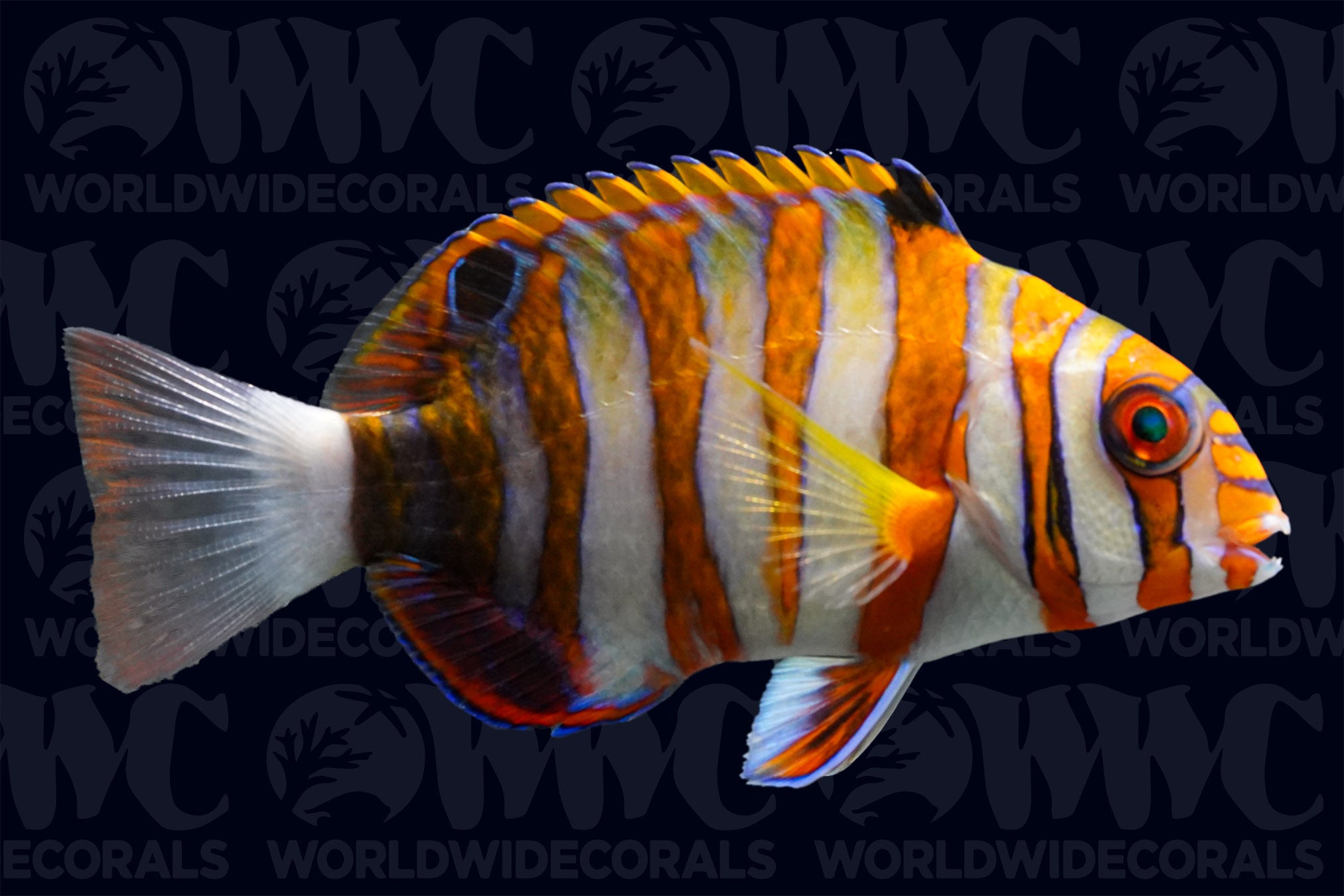 Harlequin Tusk Wrasse - Juvenile - Australia