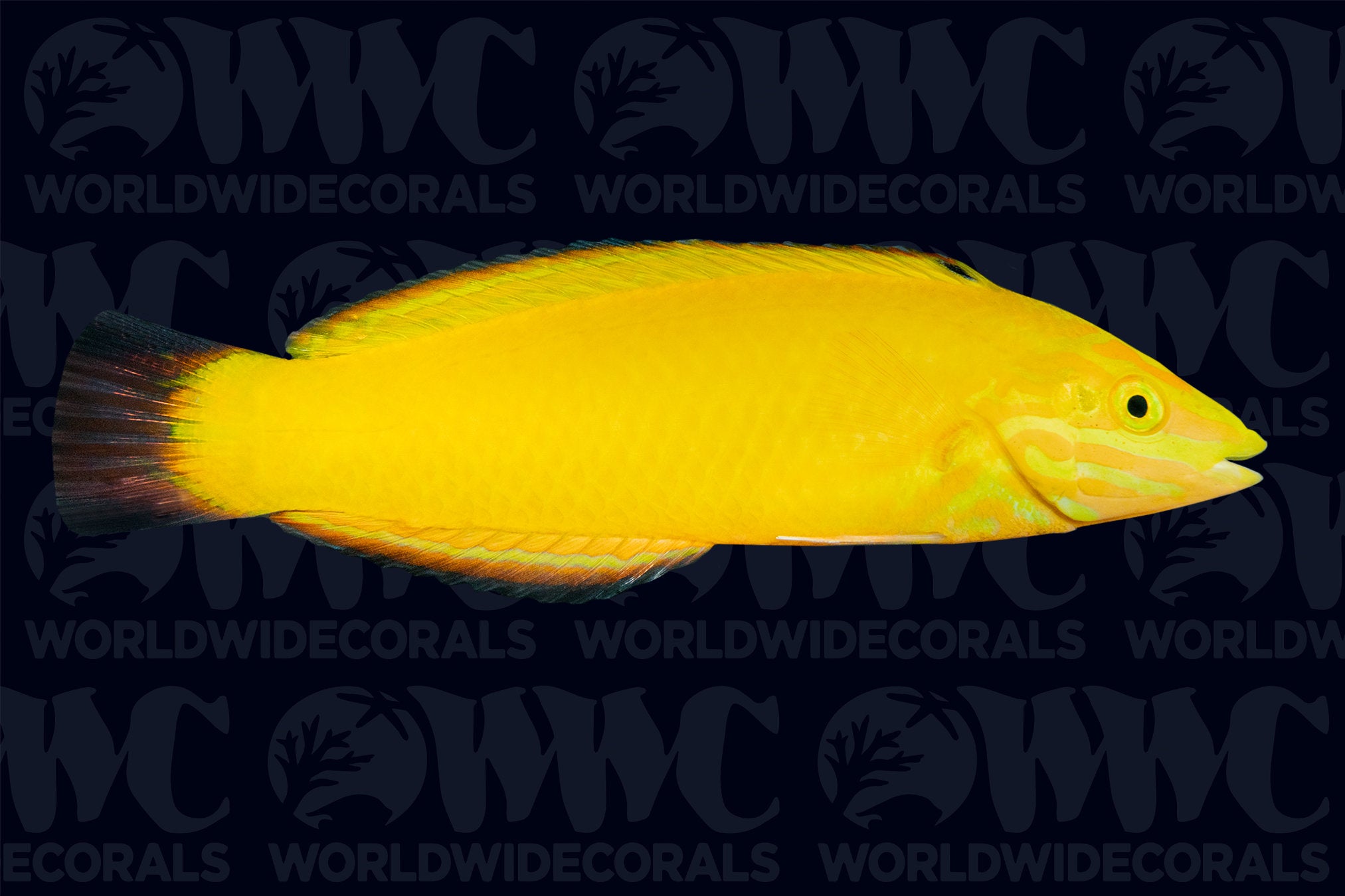 Yellow Chrysus Wrasse - Philippines