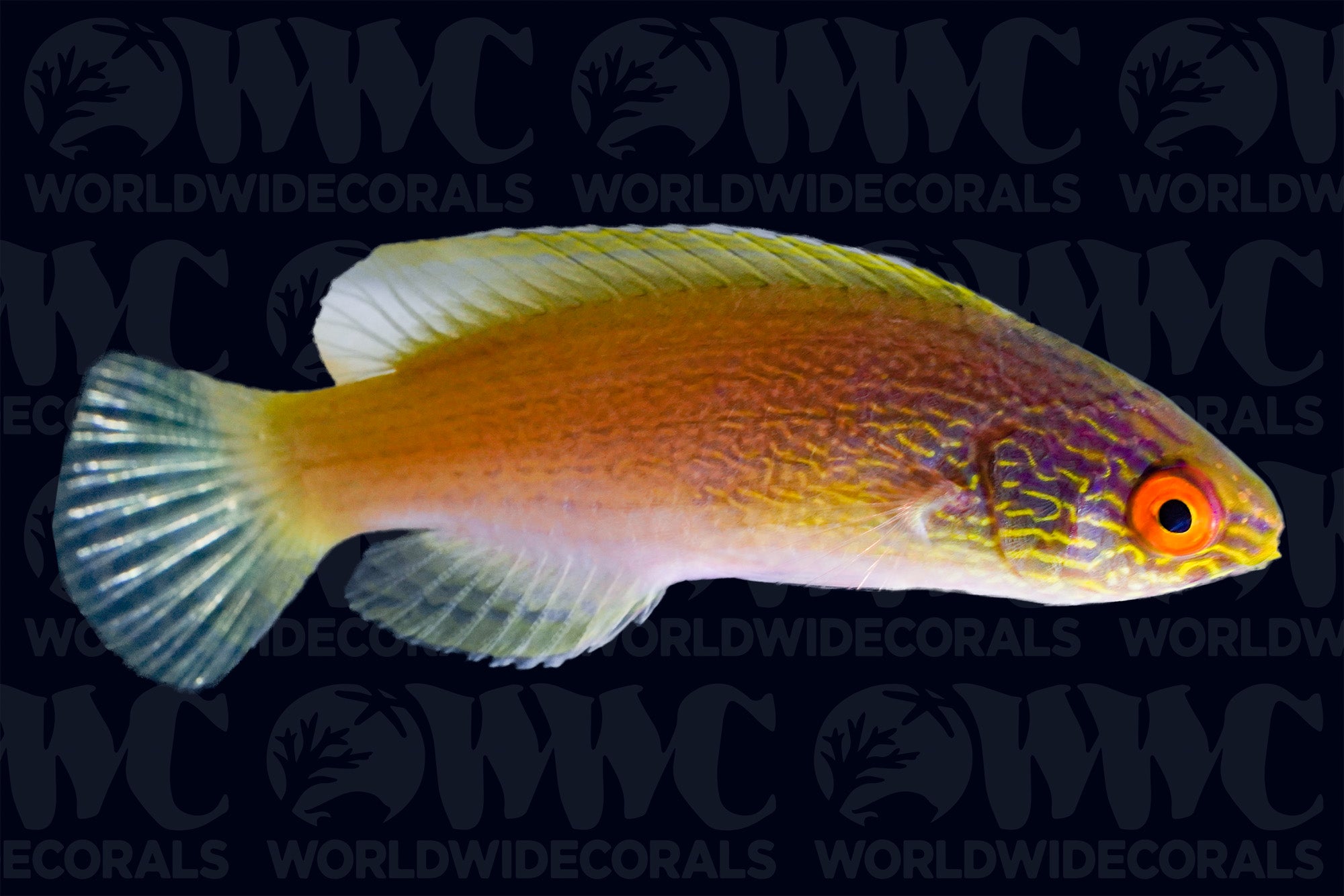 Rhomboid Fairy Wrasse - Marshall Islands
