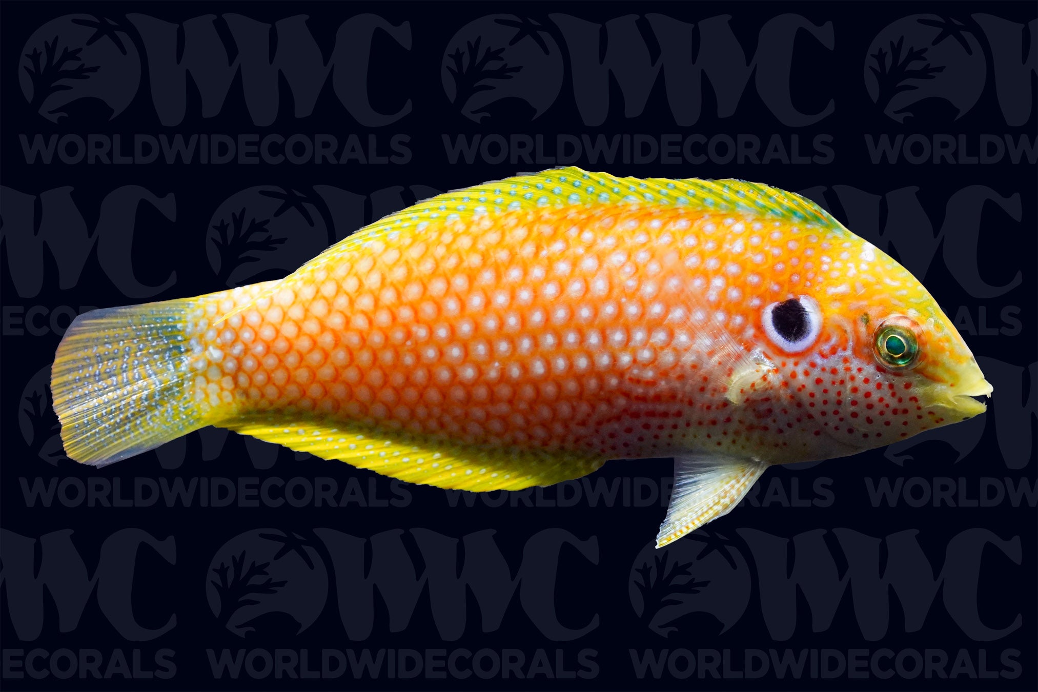 Kuteri Wrasse - New Caledonia