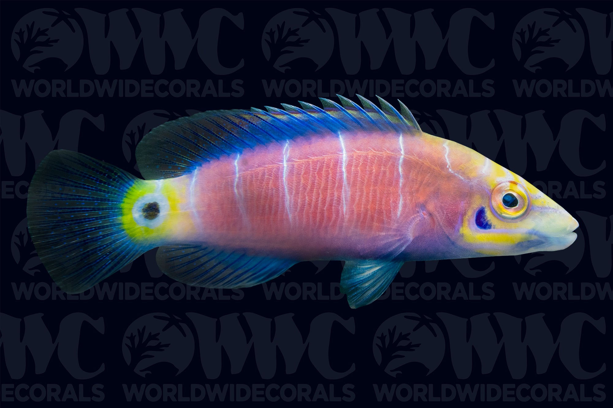 Mystery Wrasse - Marshall Islands