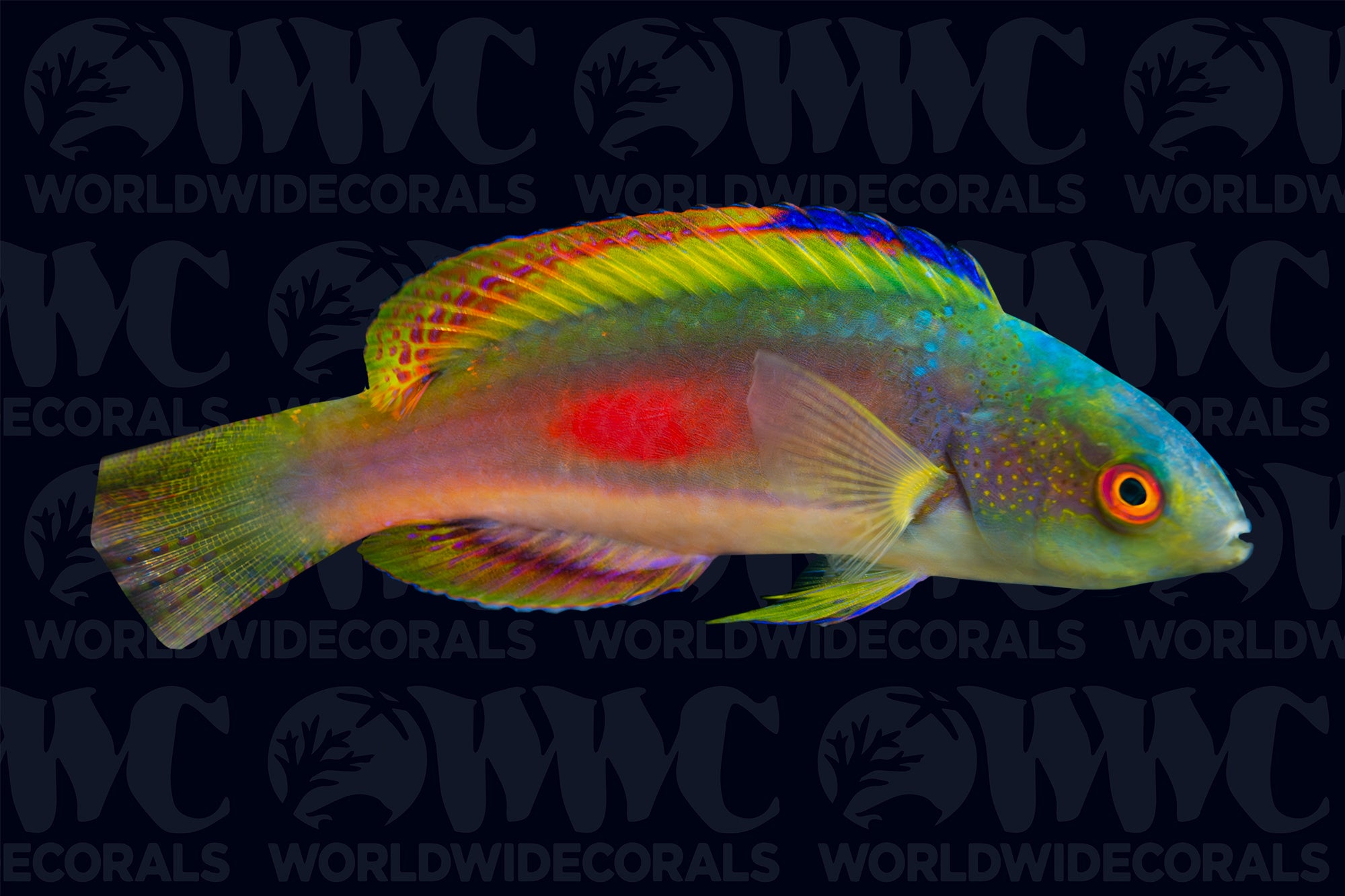 Scott's Fairy Wrasse - Fiji