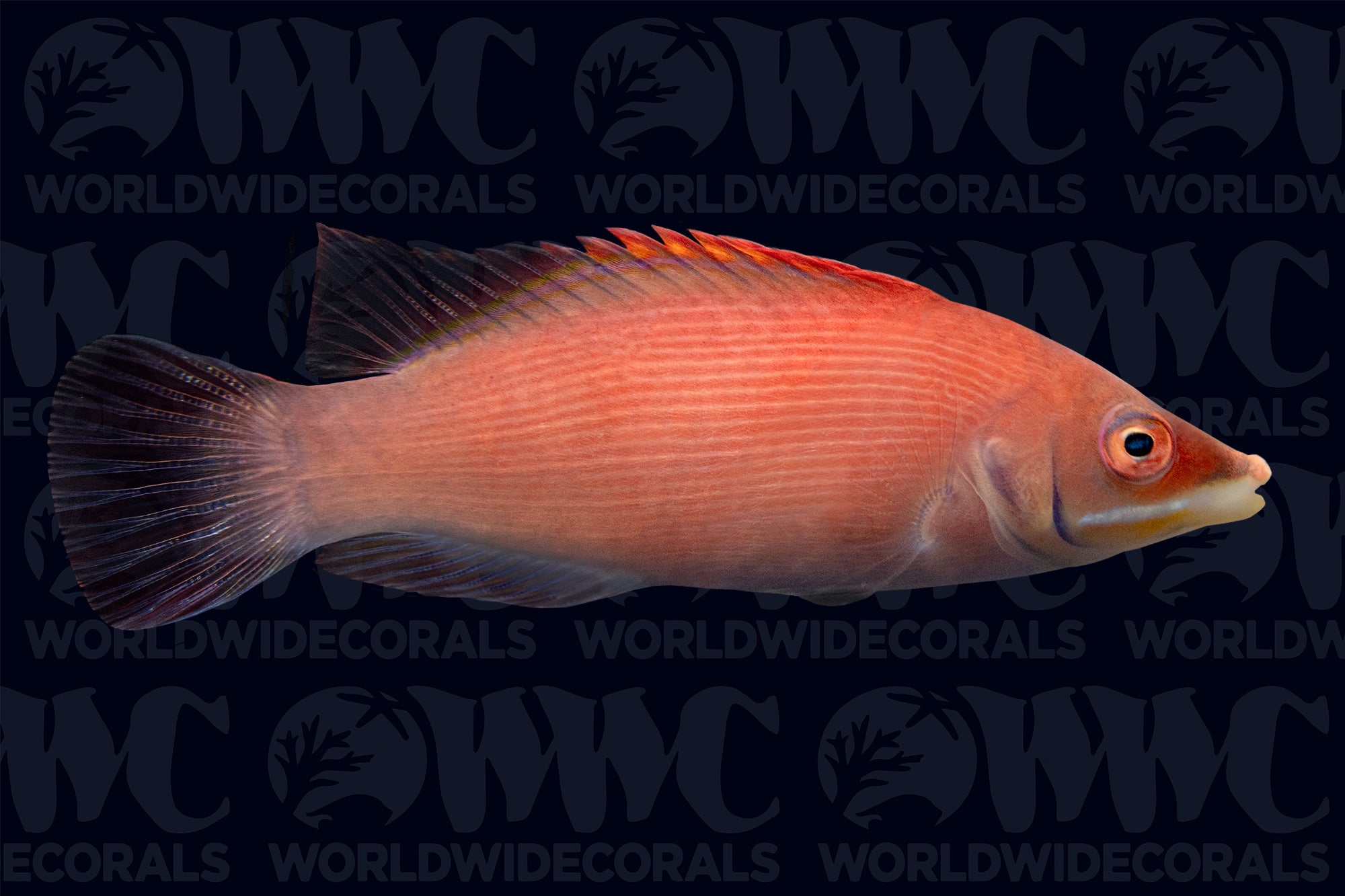 Scarlet Pin Stripe Wrasse - Indonesia