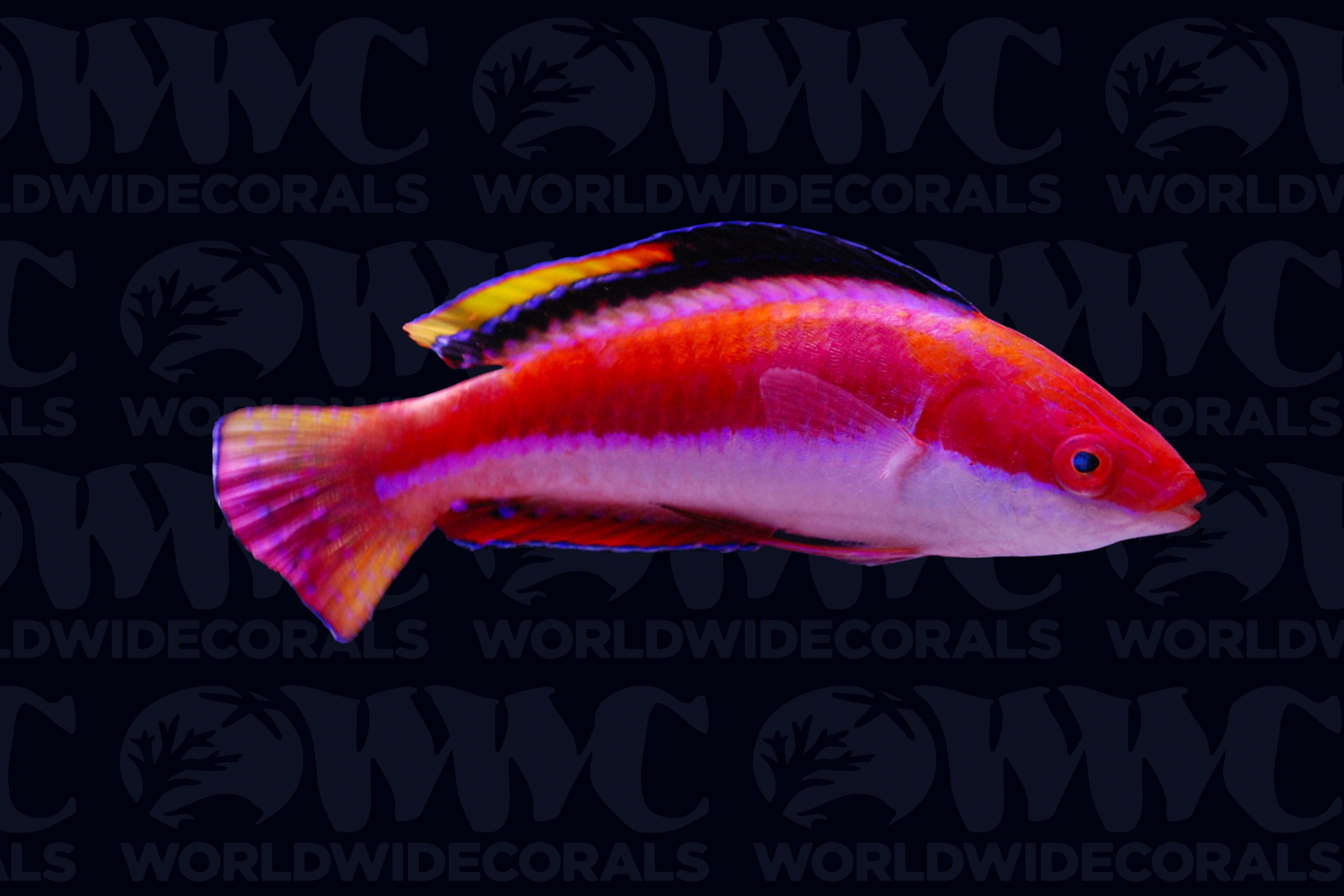 Conde's Fairy Wrasse - Male - Solomon Islands