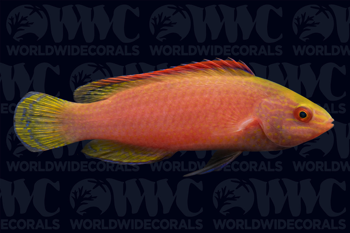Pink Margin Fairy Wrasse - Female - Tonga