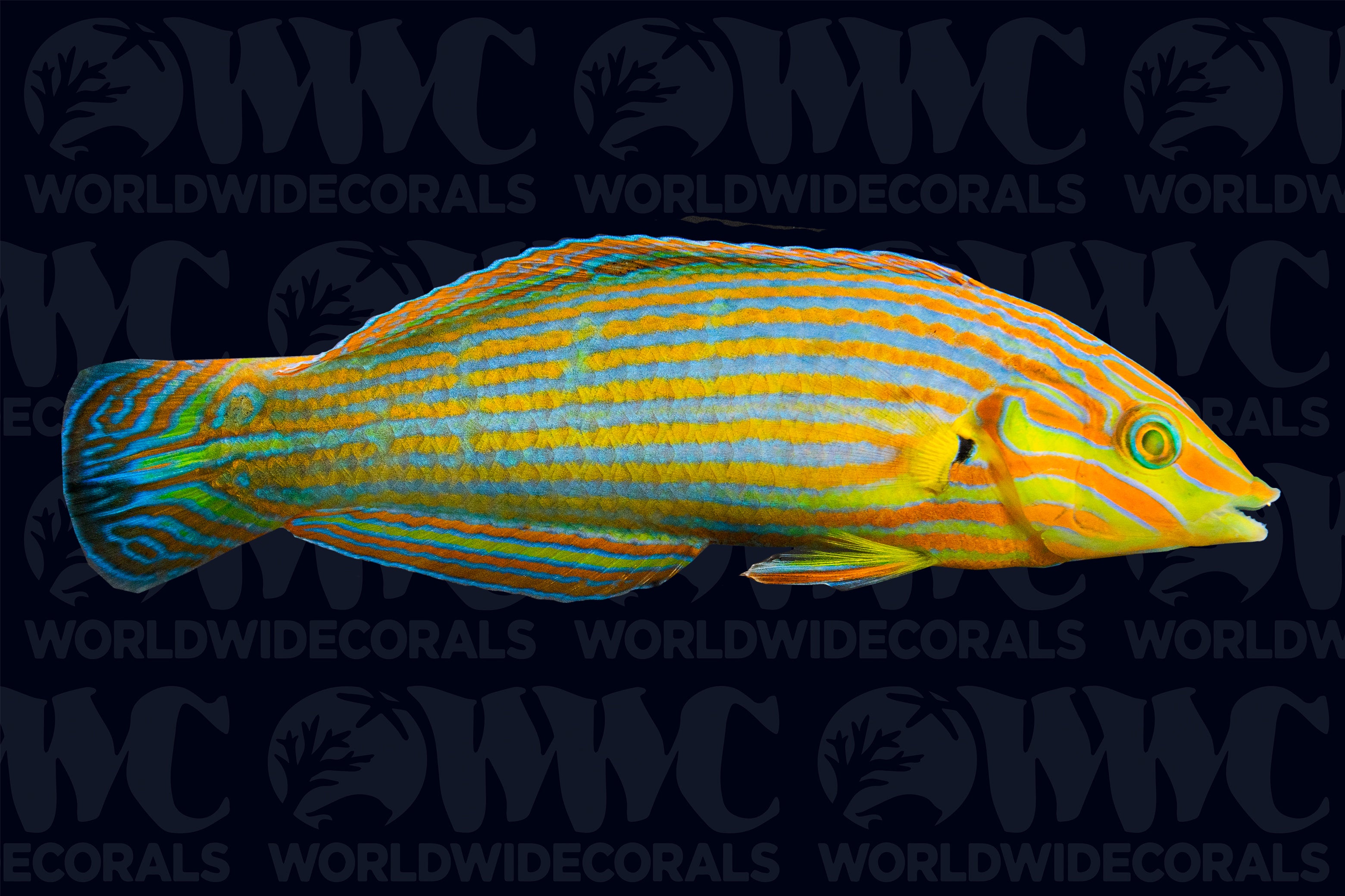 Pinstripe Melanurus Wrasse - Male - Fiji