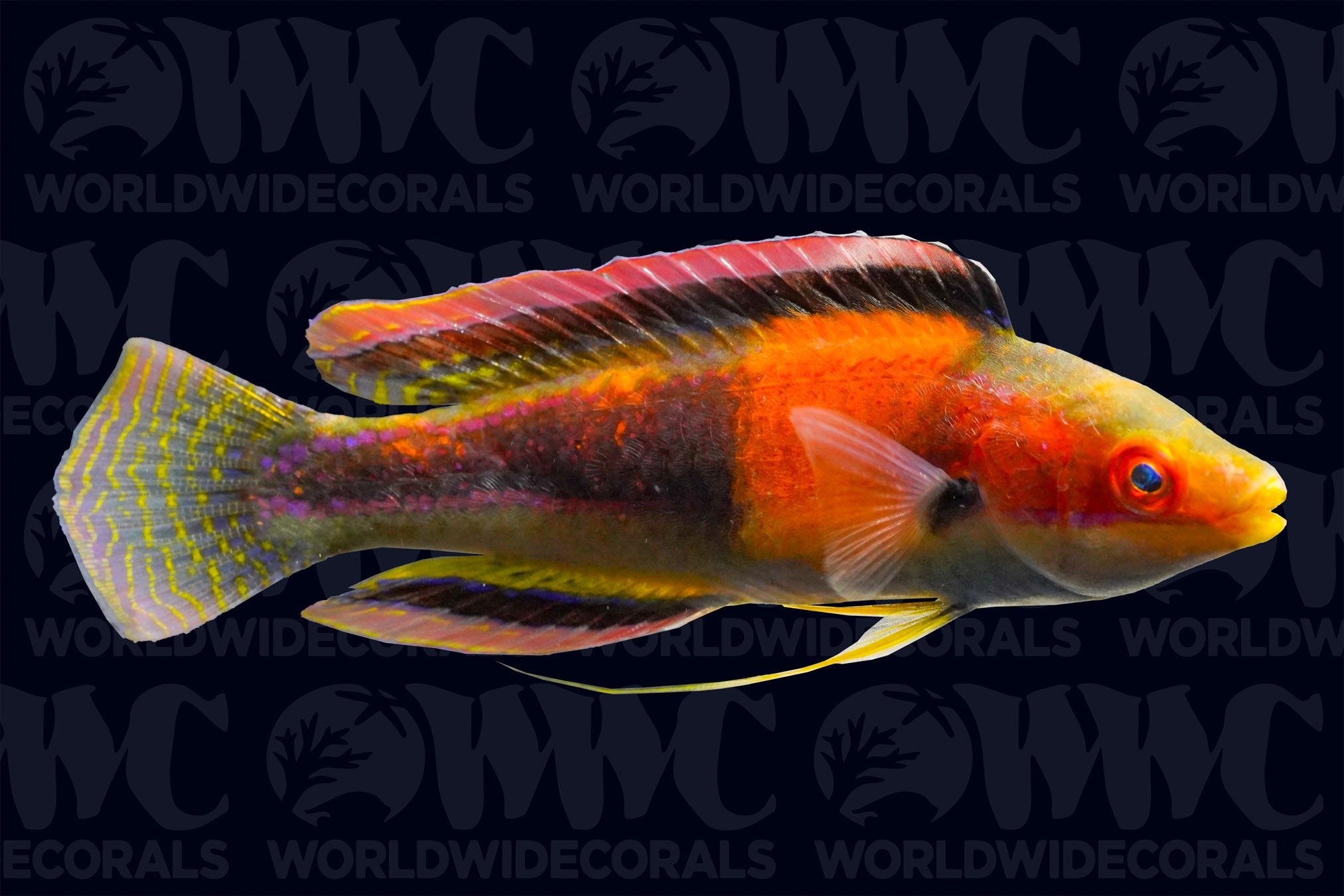 Girdled Fairy Wrasse - Male - Marshall Islands