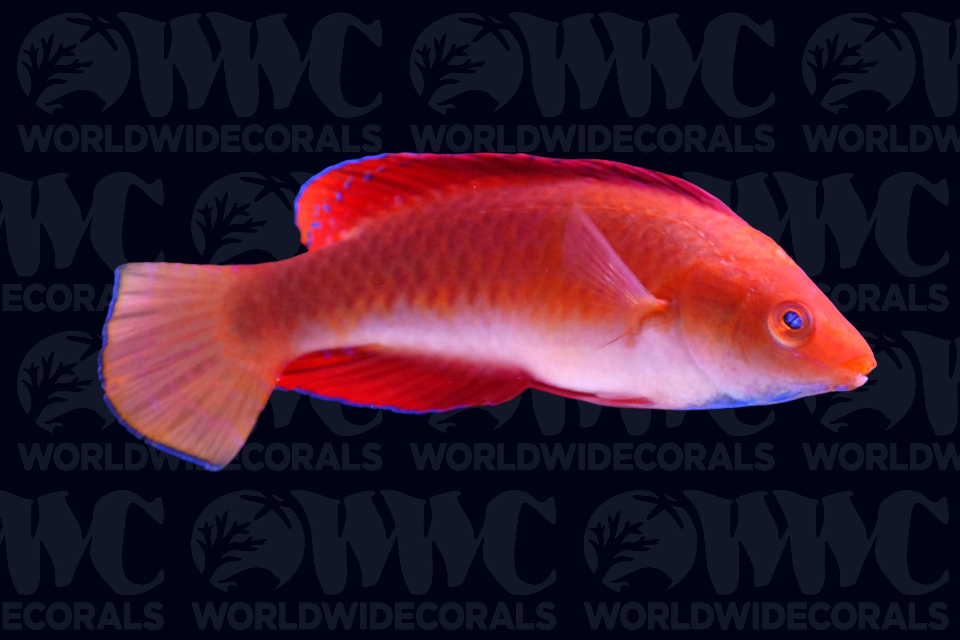 Redfin Fairy Male Wrasse - Philippines