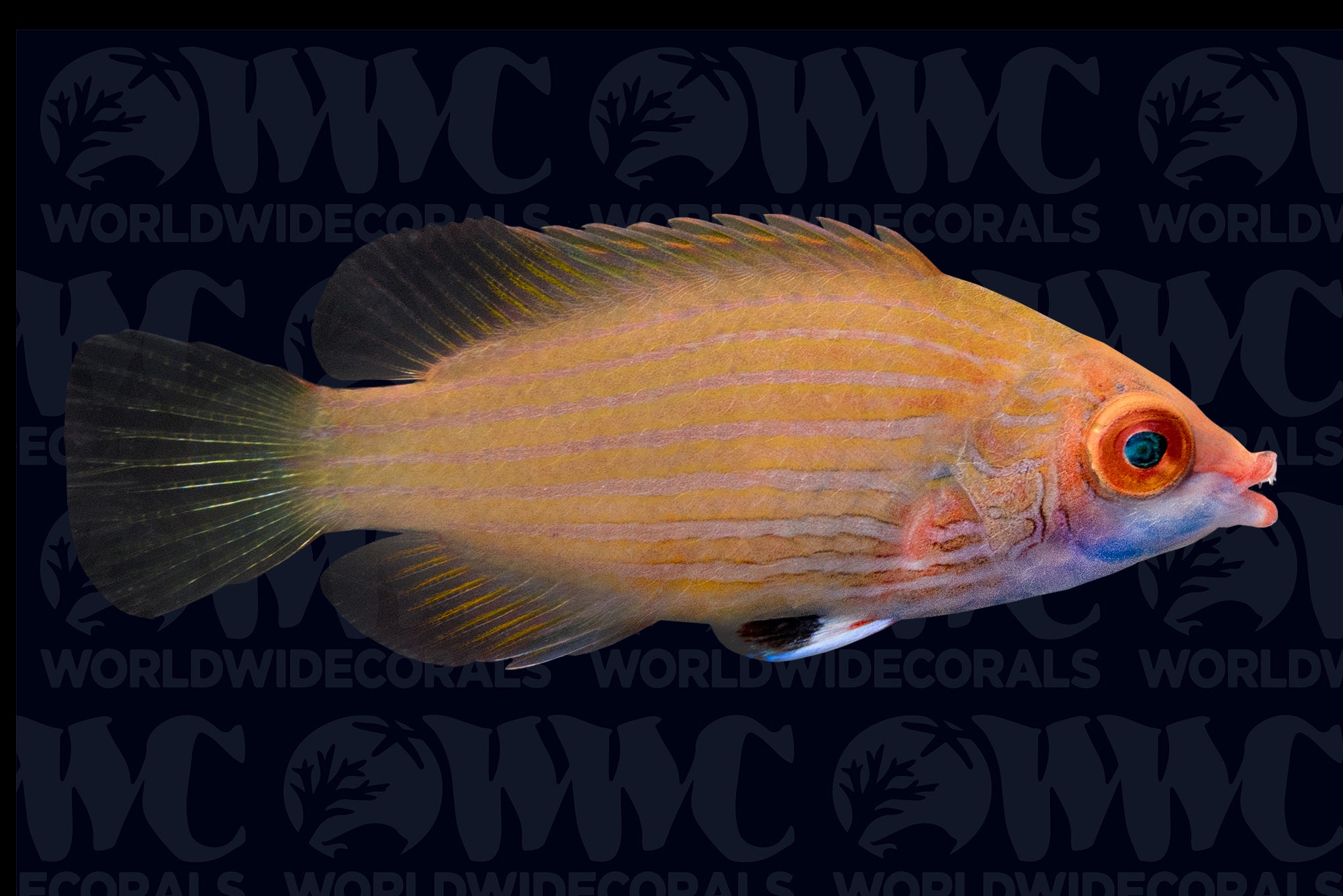 Cryptic Six Line Wrasse - Indonesia