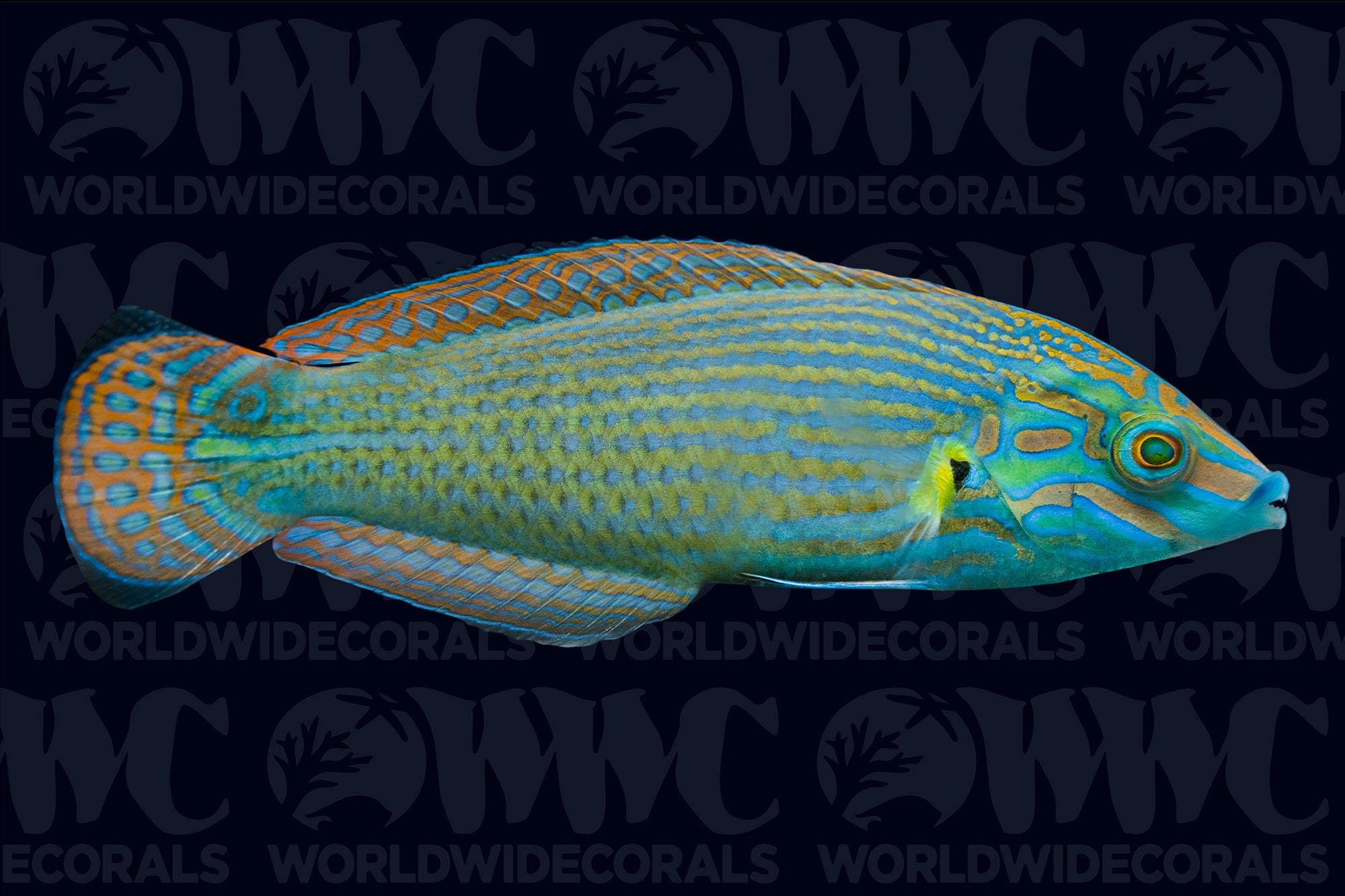 Vroliki Wrasse - Male - Sri Lanka