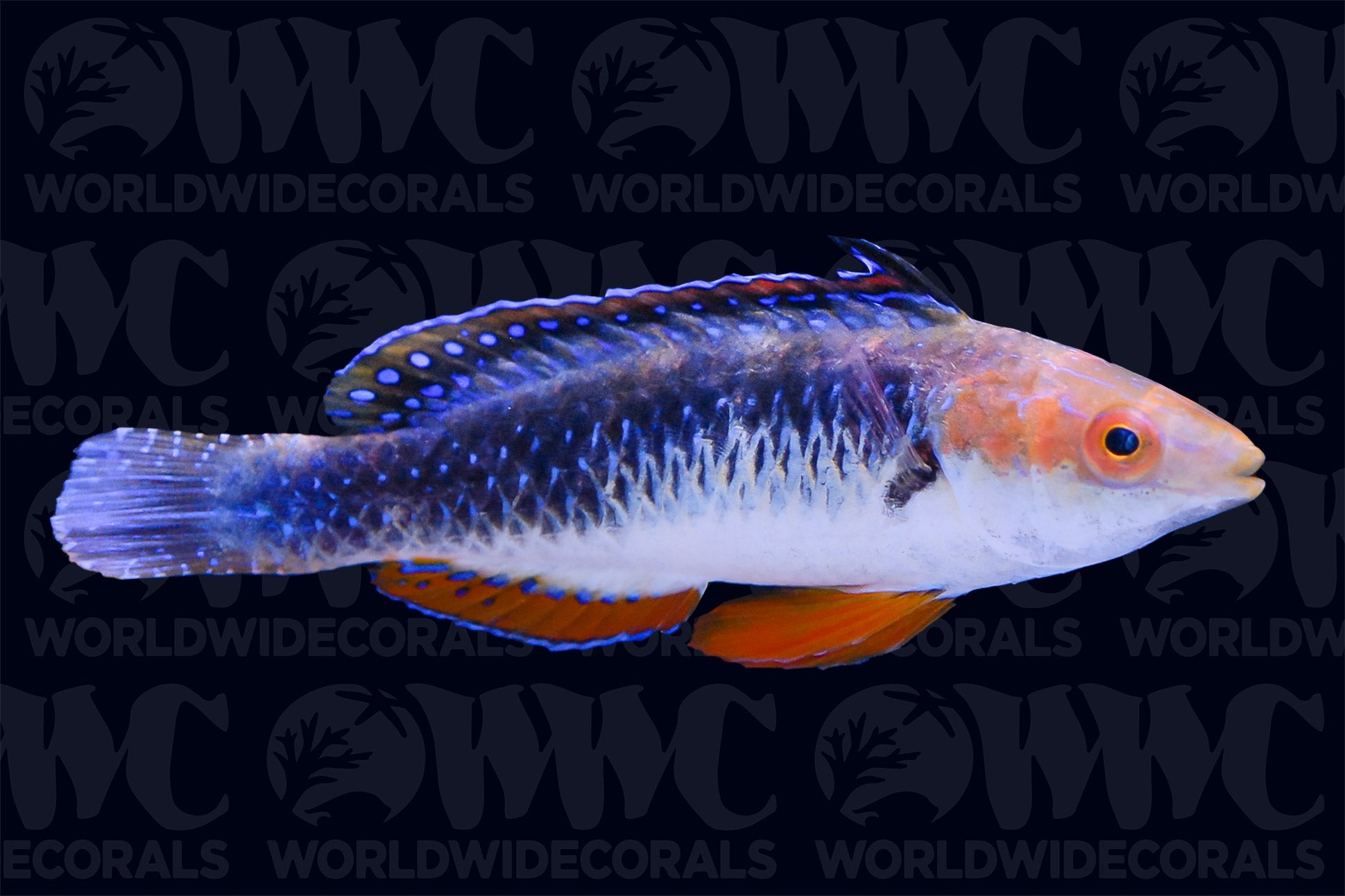 Monsoon Fairy Wrasse - Male - Australia