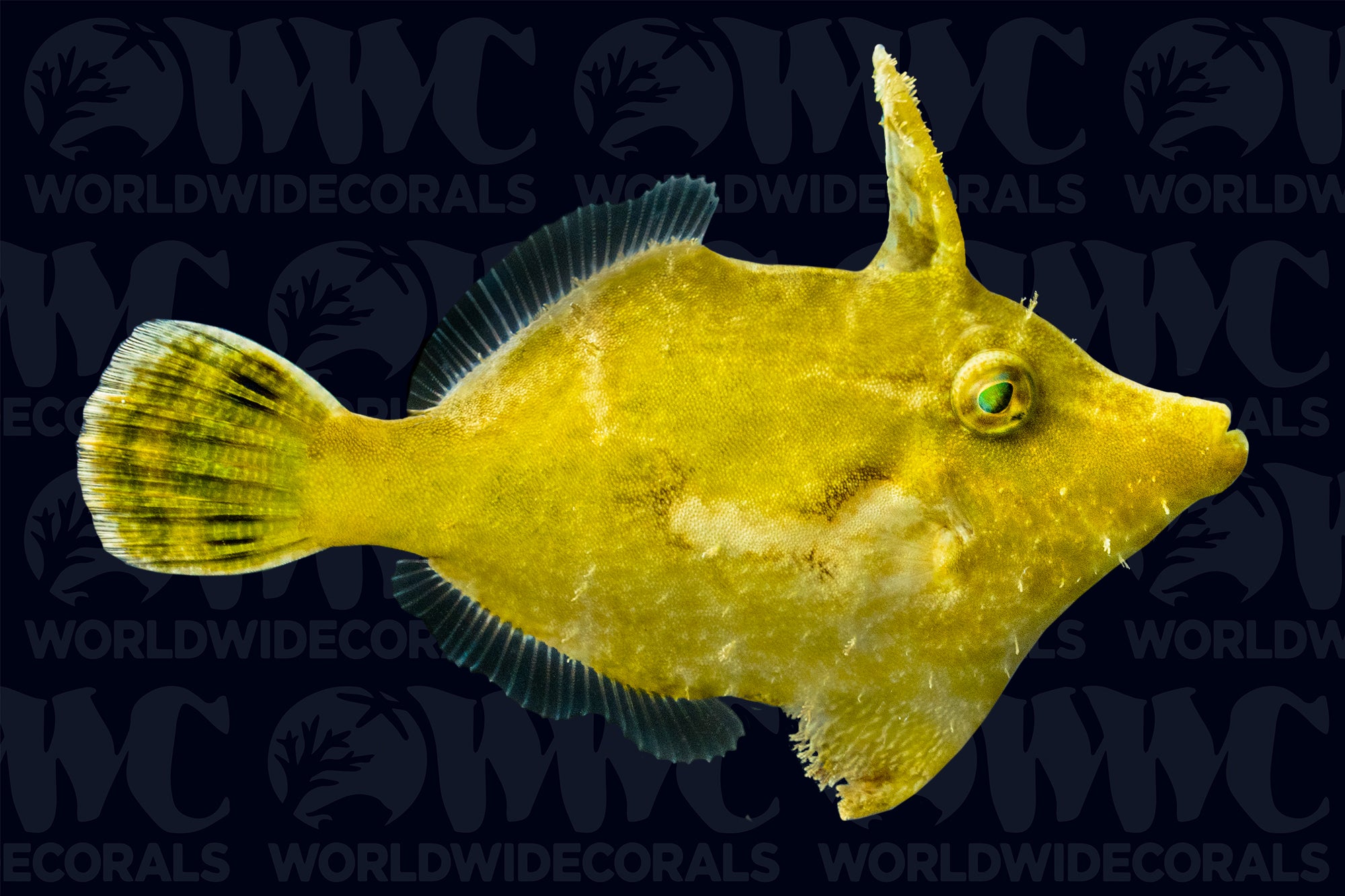 Matted "Aiptasia-Eating" Leatherjacket Filefish - Indonesia