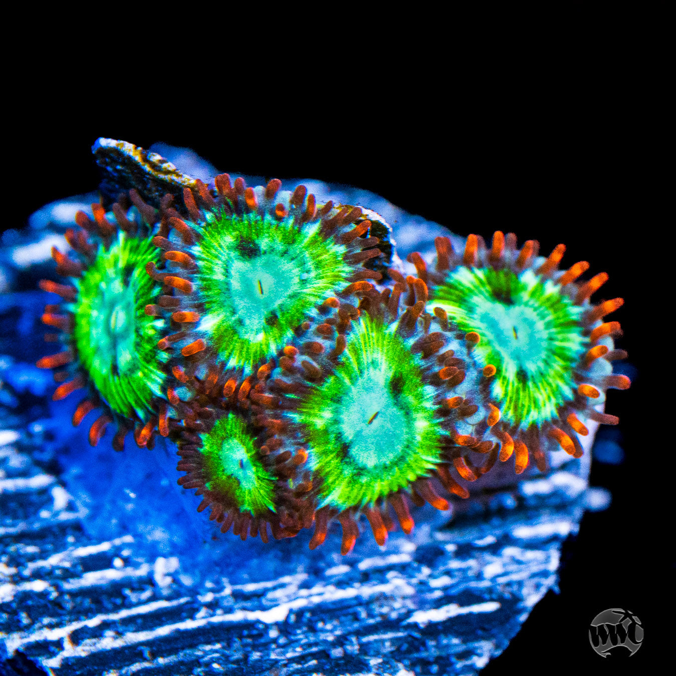 WWC Viridian Zoanthids