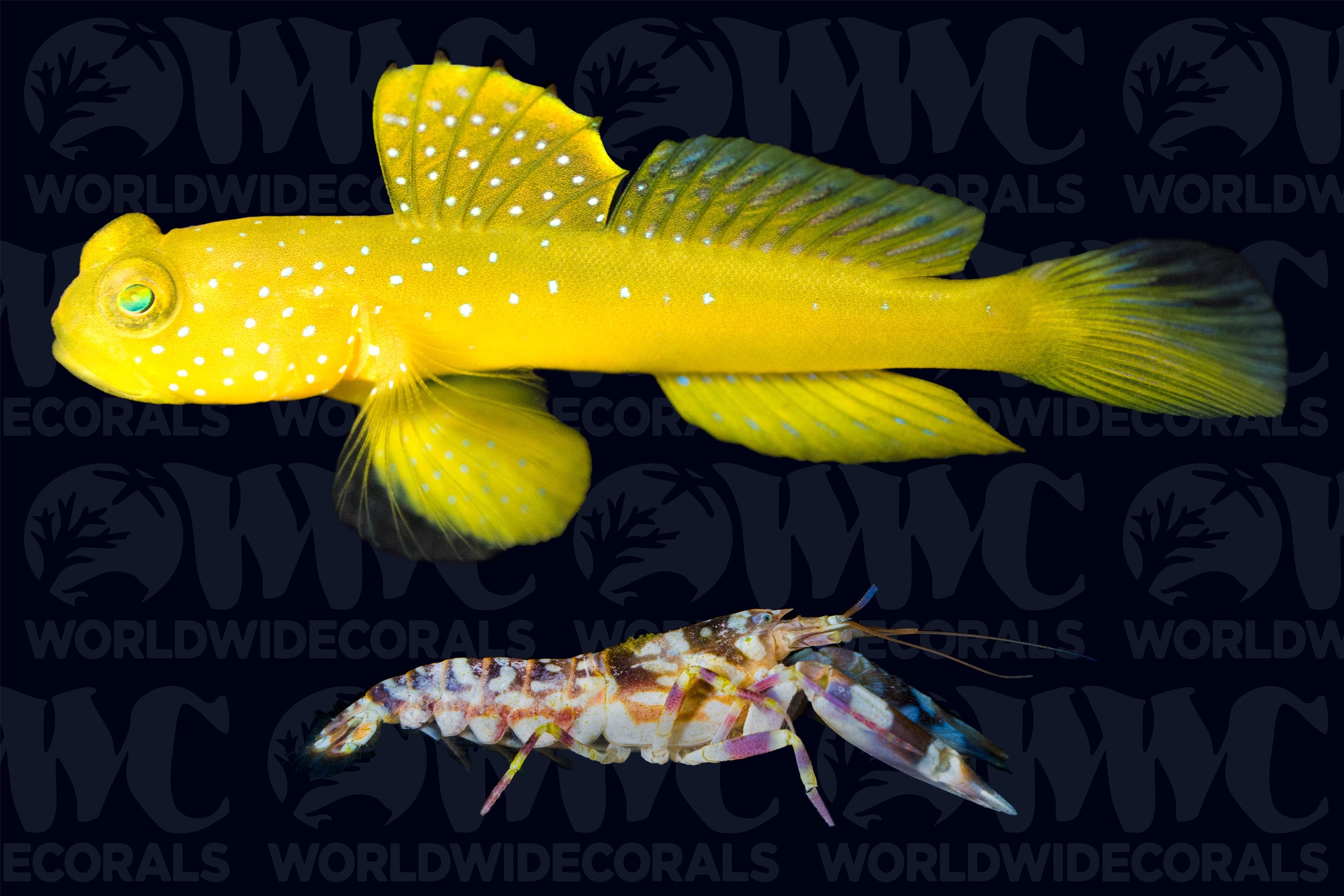 False Yellow Watchman Goby w/Tiger Pistol Shrimp - Phillippines
