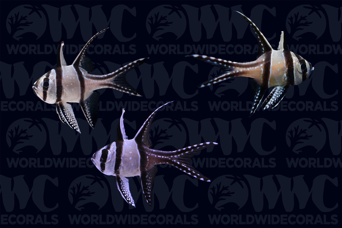 Banggai Cardinalfish - Aquacultured (3-Lot) - Thailand