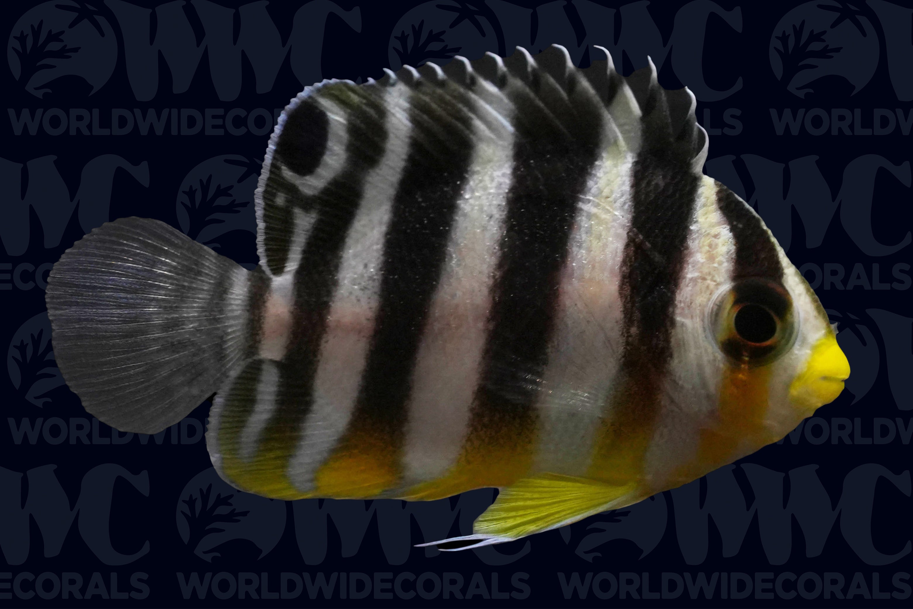 Banded Multifasciatus Angelfish - Juvenile - Aquacultured - Bali Aquarich - Indonesia