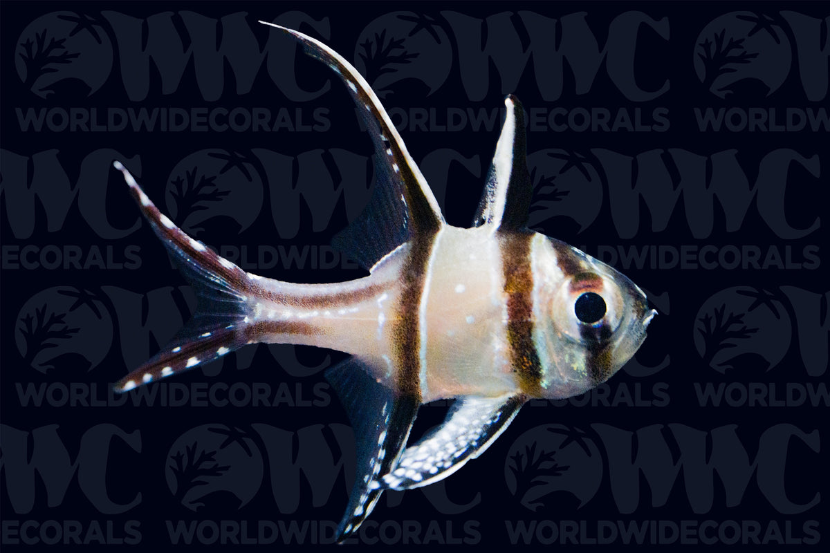 Banggai Cardinalfish - Aquacultured - Thailand