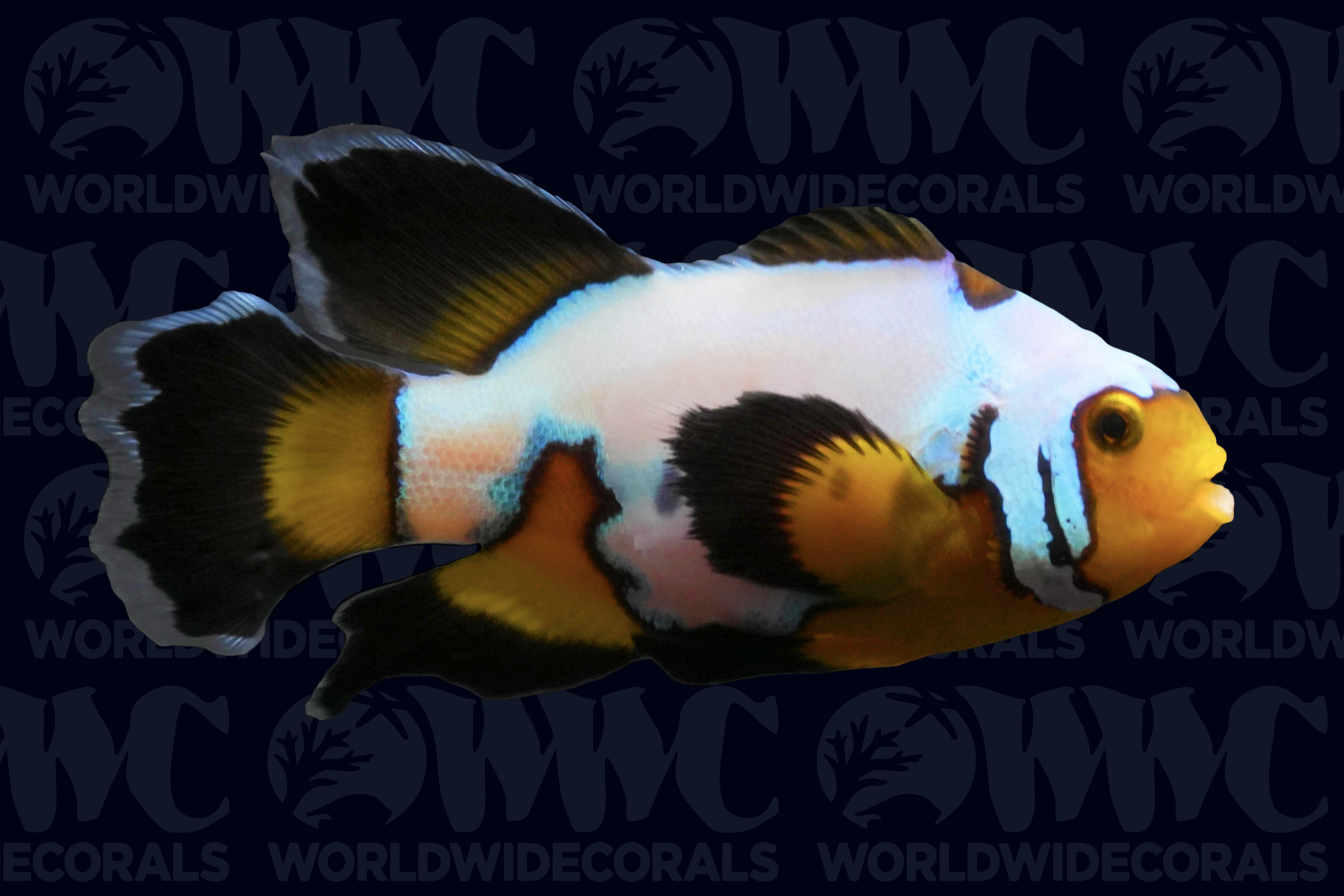 Black Ice Longfin Clownfish - Aquacultured - USA