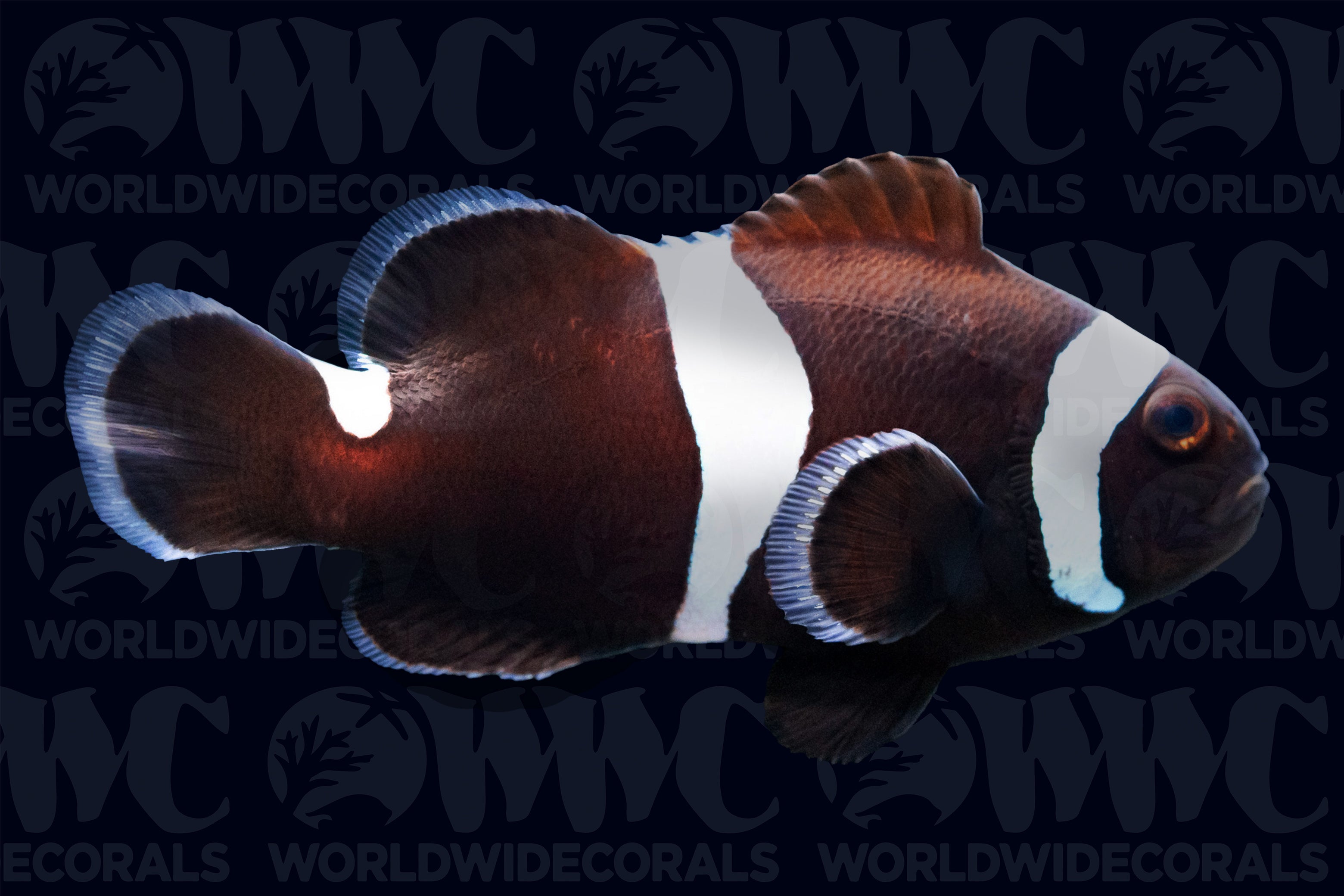 Misbar Darwin Ocellaris Clownfish - Aquacultured - USA