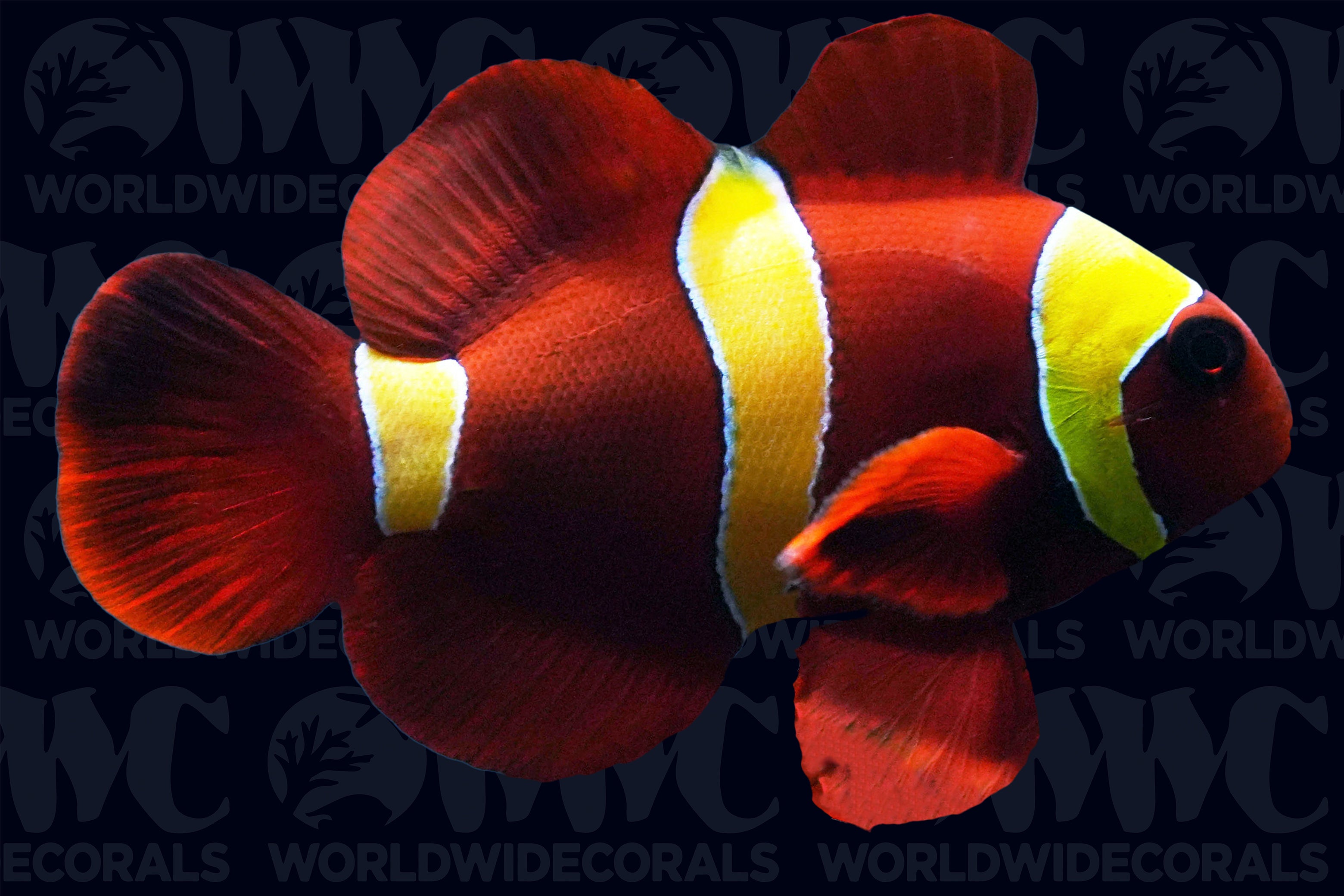 Amphiprion biaculeatus
