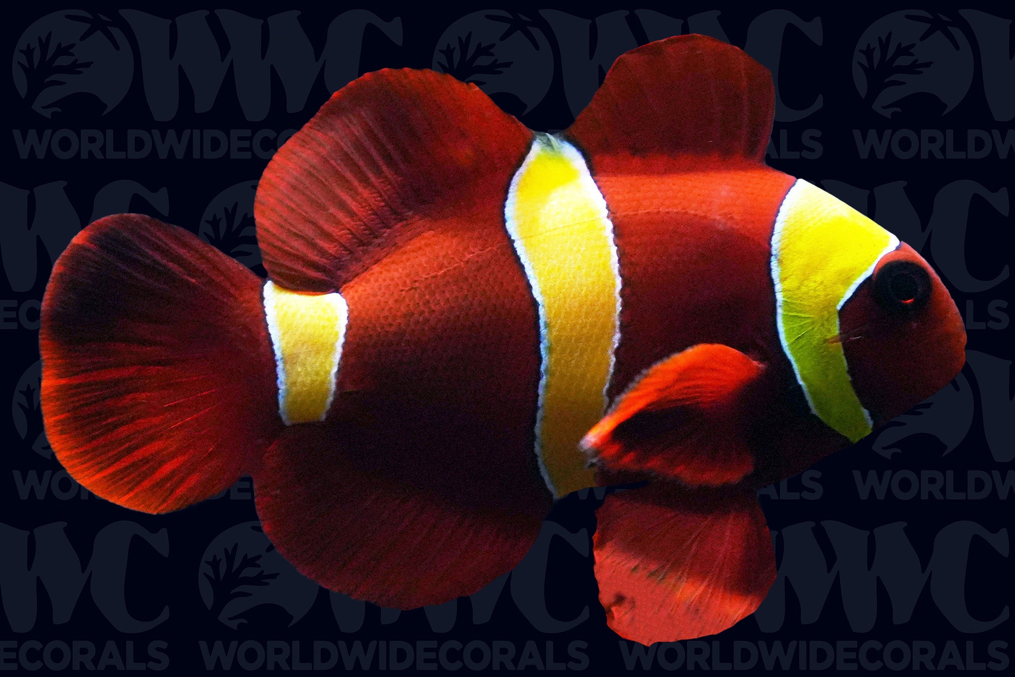 Gold Stripe Maroon Clownfish - Aquacultured - USA