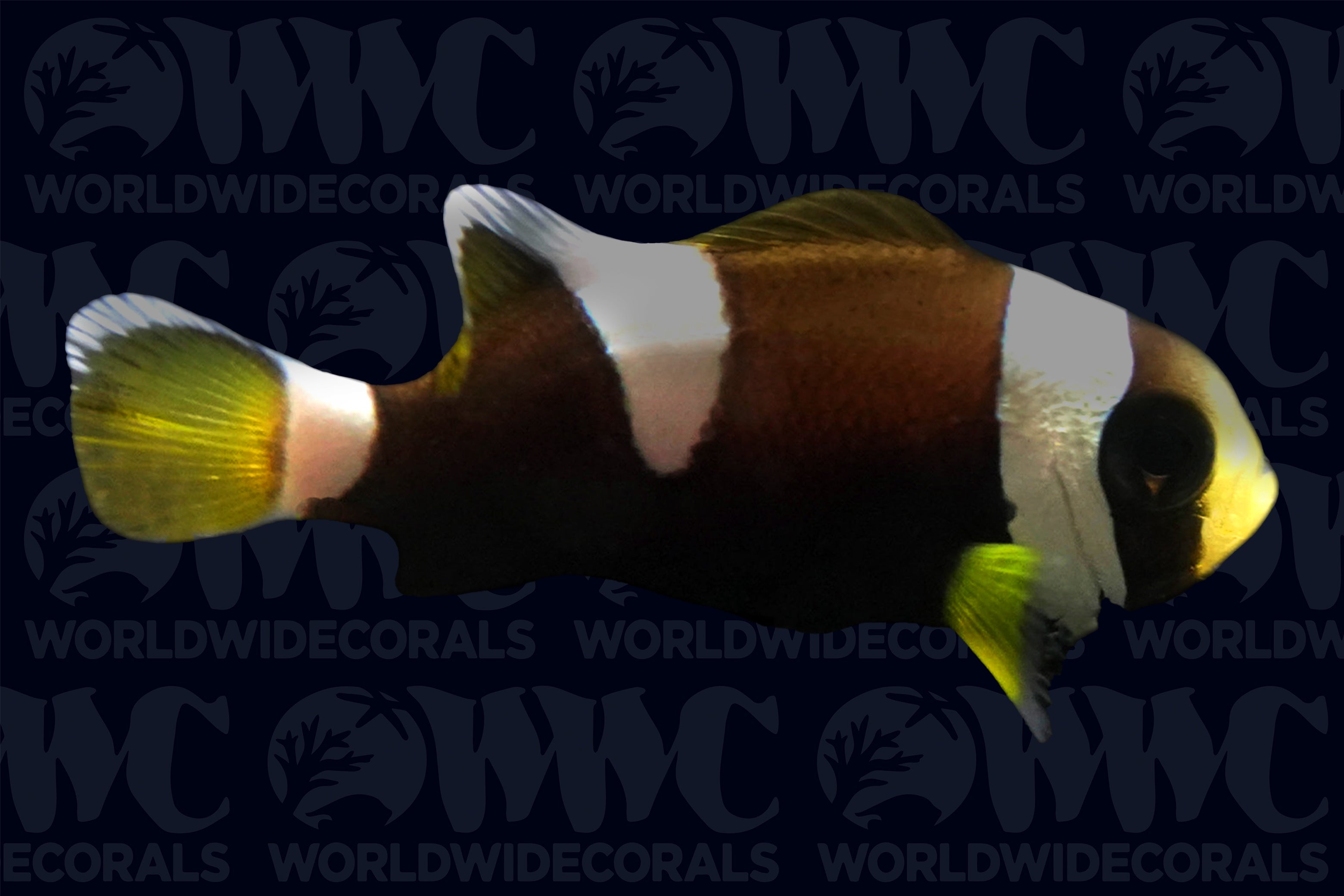 Misbar Wide-band Clownfish - Aquacultured  - U.S.A.