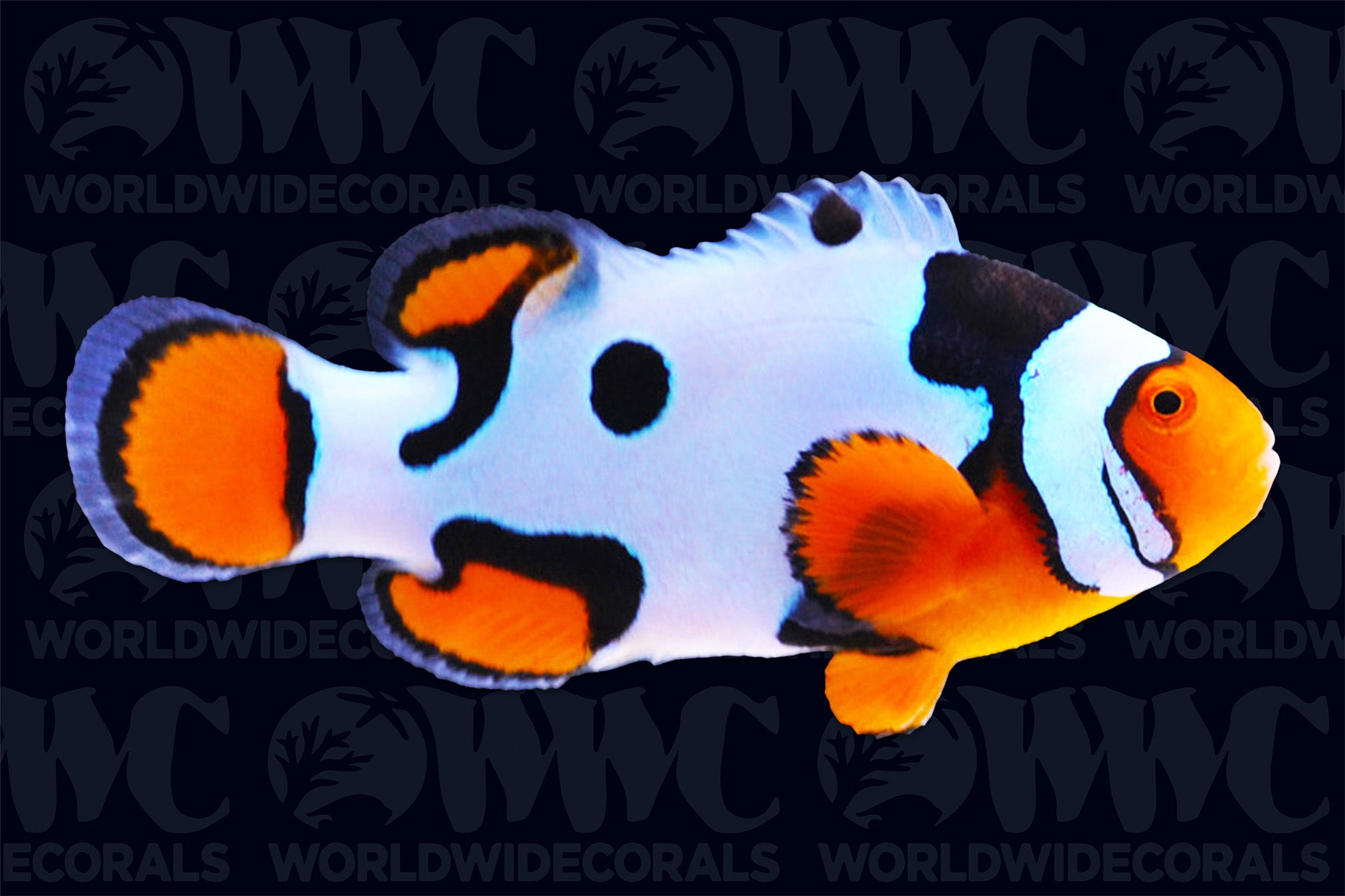 Premium Picasso Clownfish - Aquacultured - U.S.A.