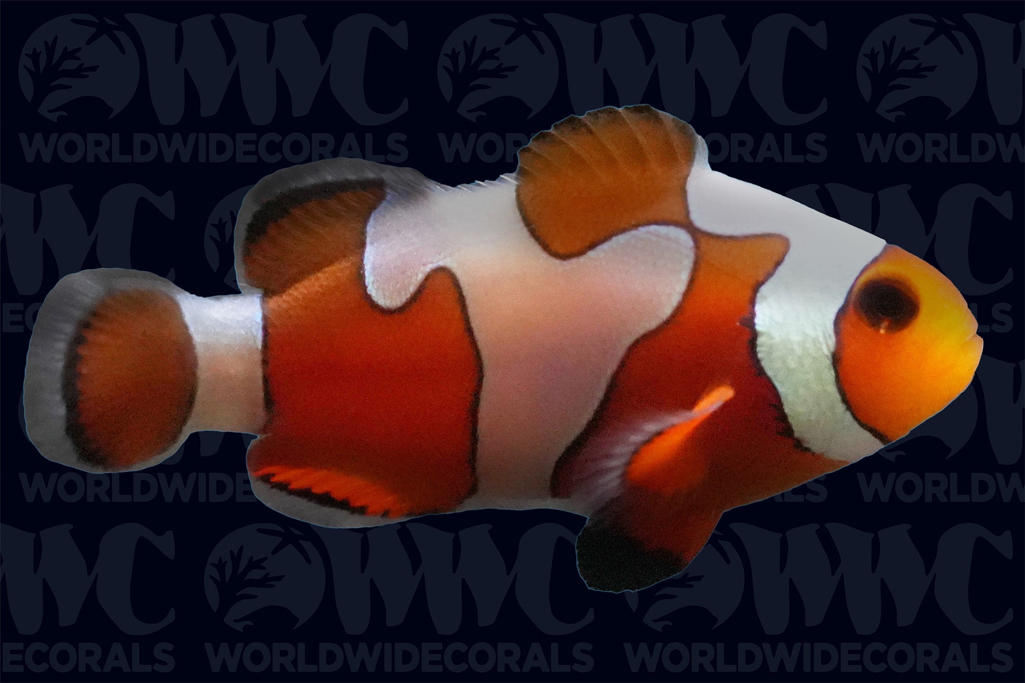 Grade B da Vinci Clownfish- Aquacultured - U.S.A.