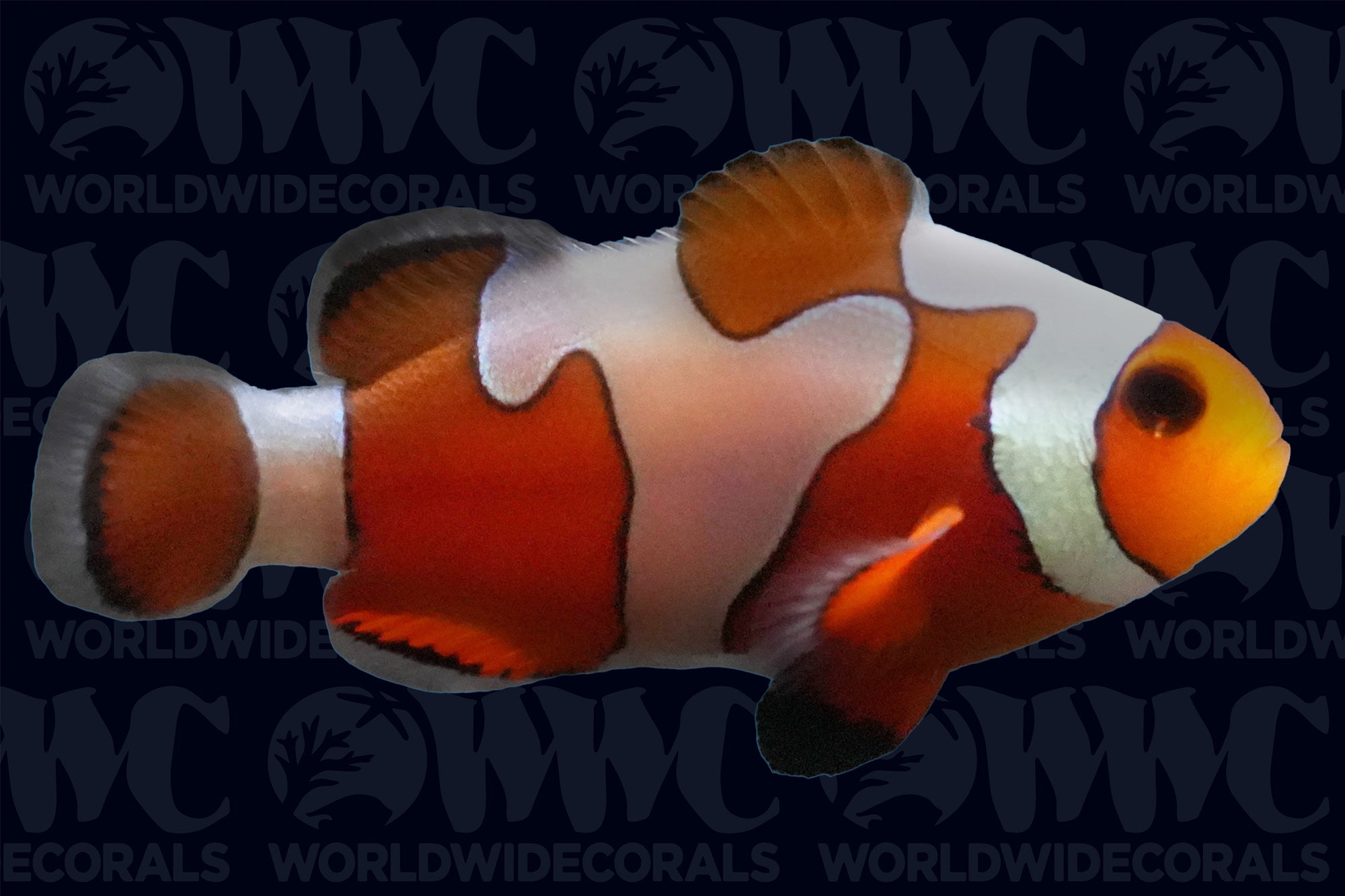 da Vinci Grade B Clownfish - Aquacultured - USA