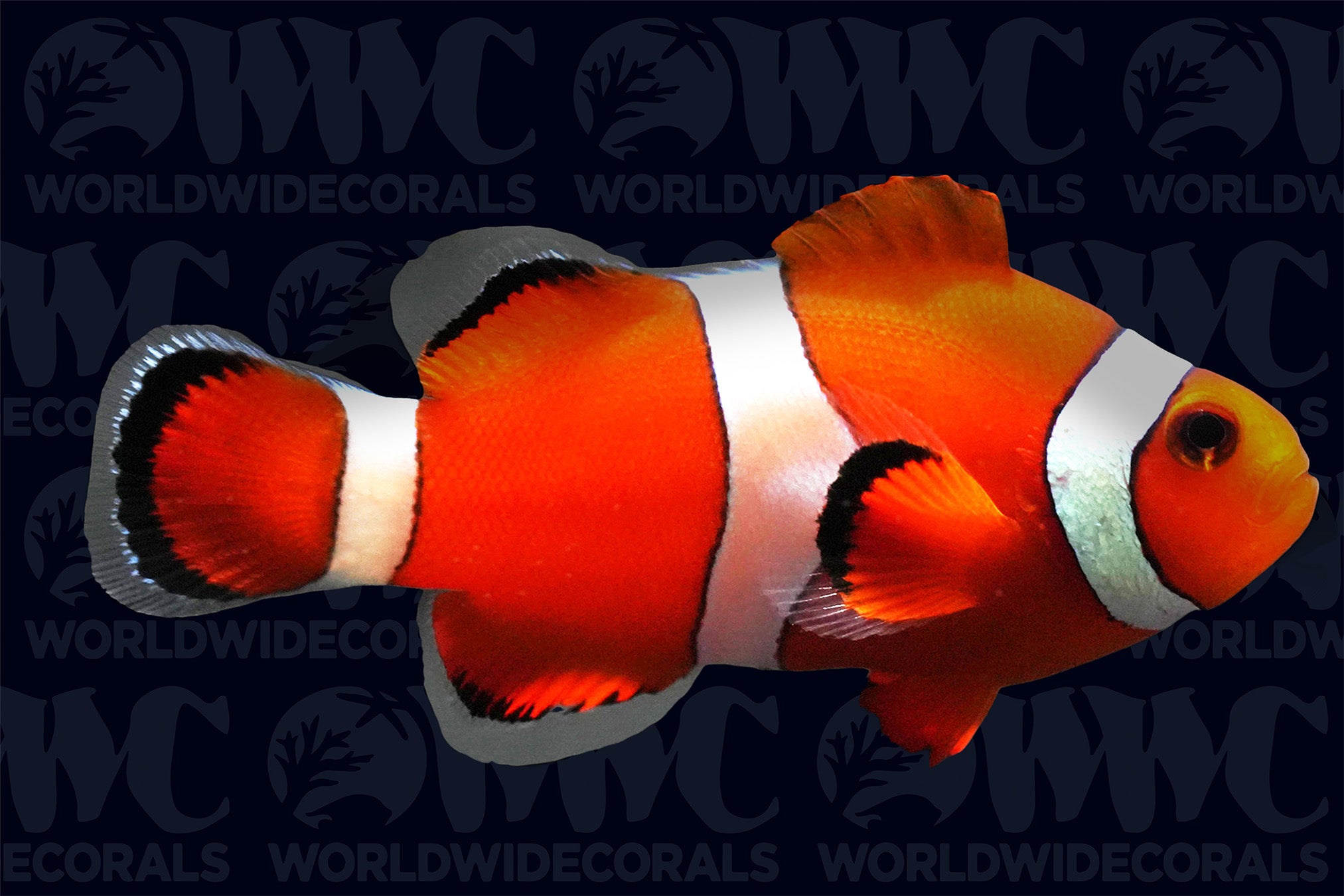 False Percula Ocellaris Clownfish - Aquacultured - USA
