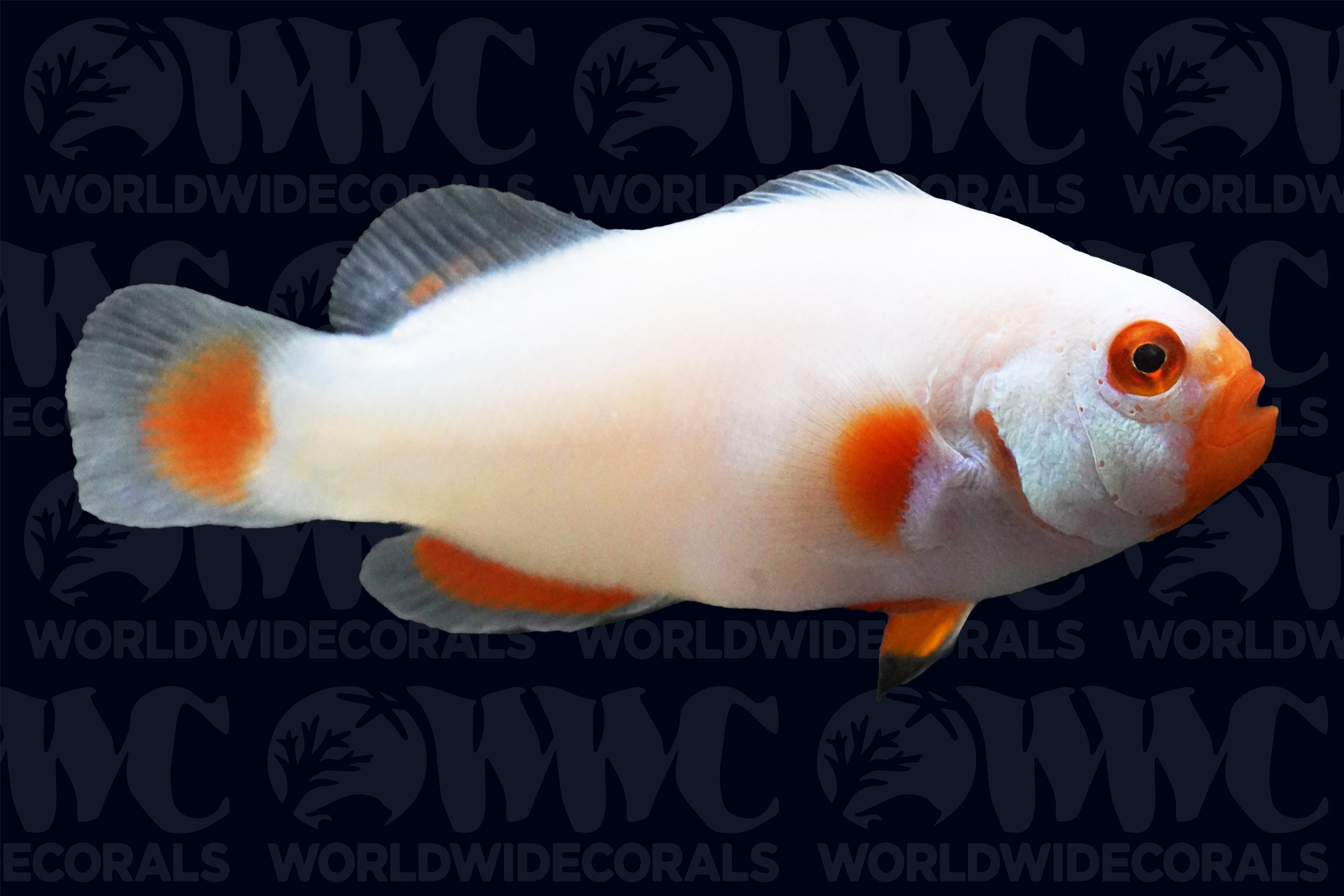 Platinum Percula Clownfish - Aquacultured - USA