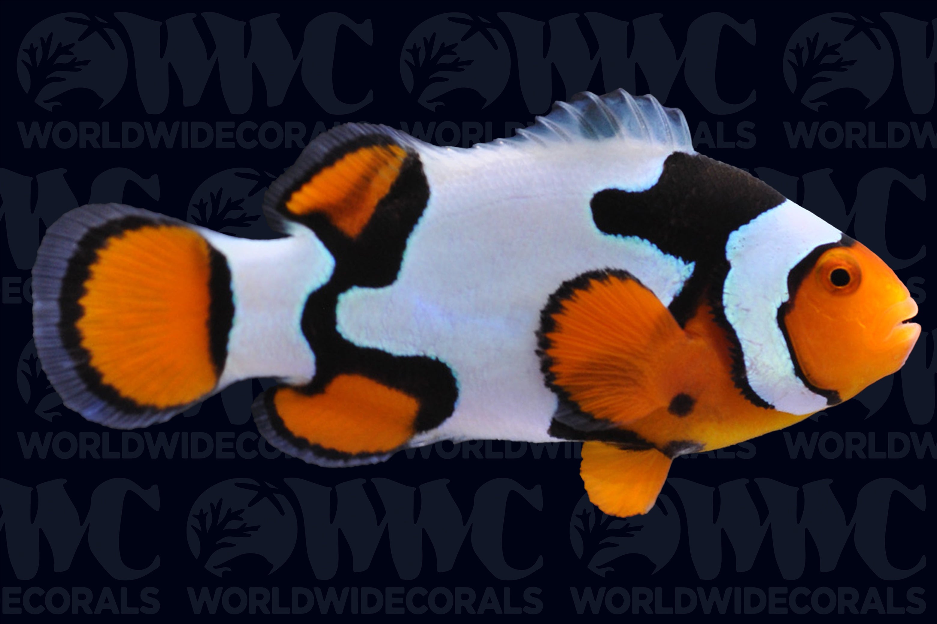 Picasso Black A2 Percula Clownfish - Aquacultured Bali Aquarich - Indonesia