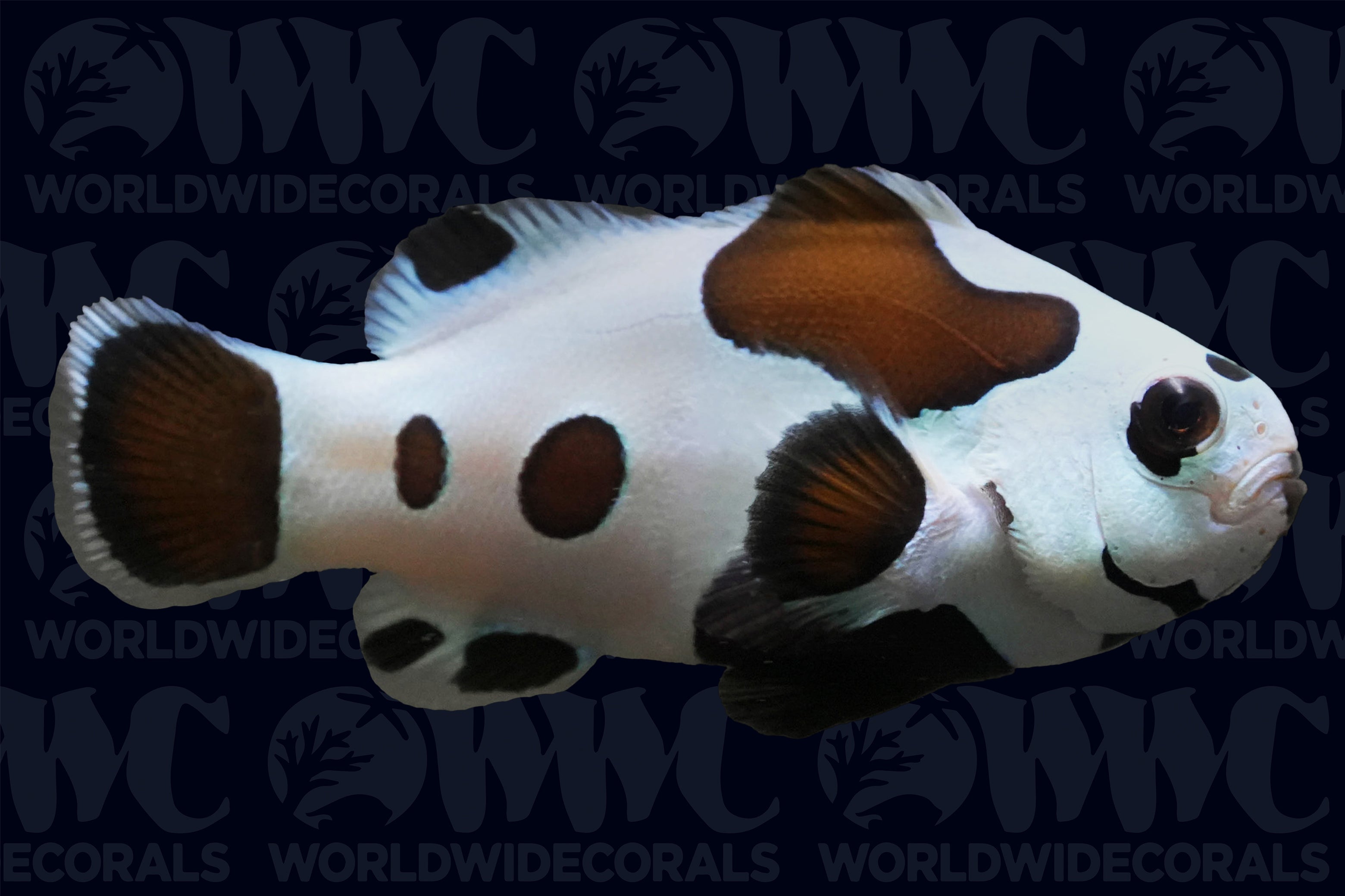 Black Storm Ocellaris Clownfish - Aquacultured - USA