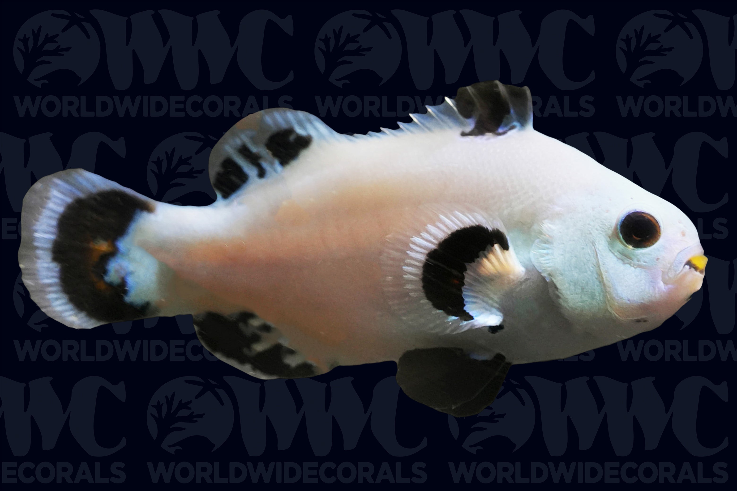 Snow Storm Ocellaris Clownfish - Aquacultured - USA