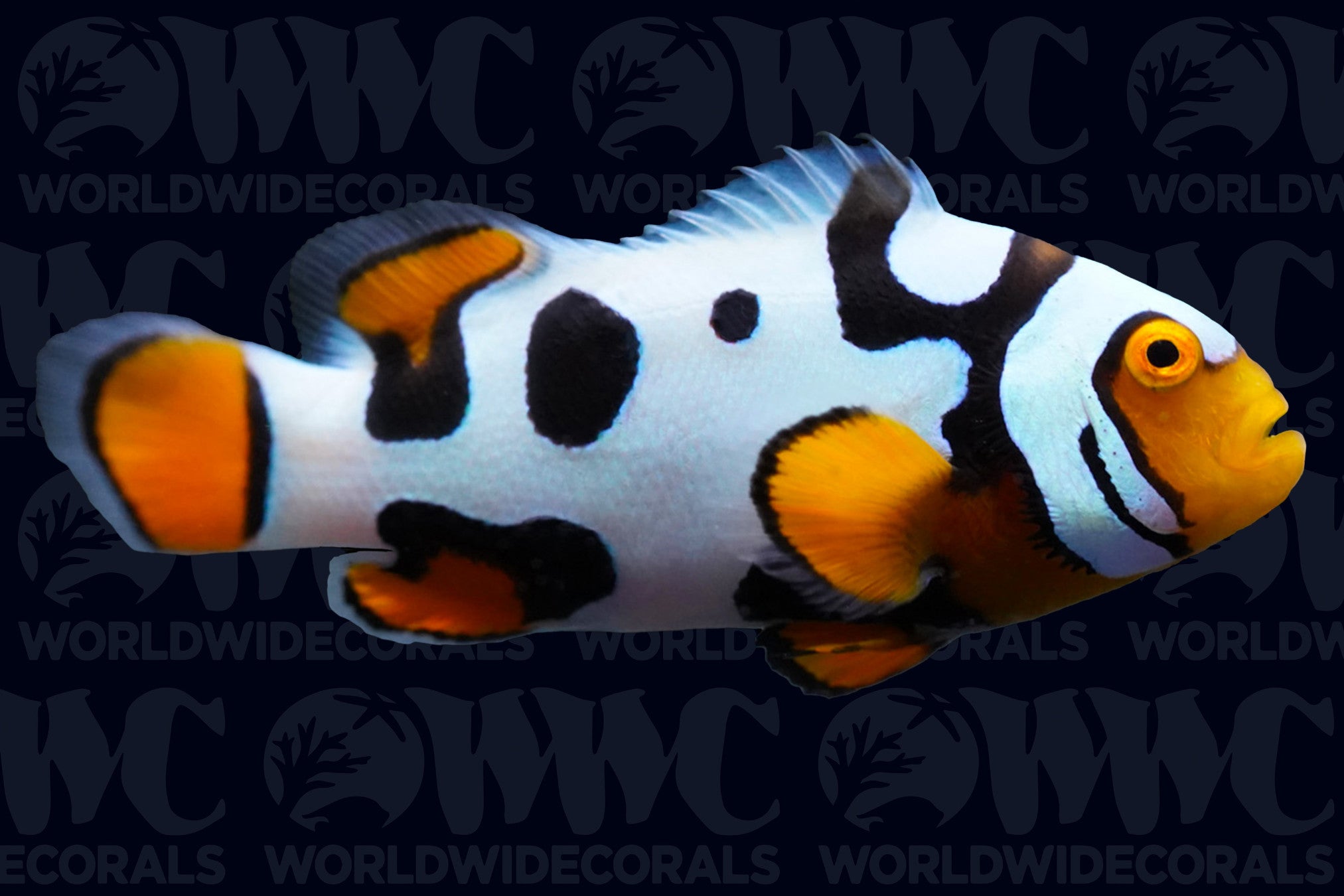 Picasso Black P2 Percula Clownfish - Aquacultured Bali Aquarich - Indonesia