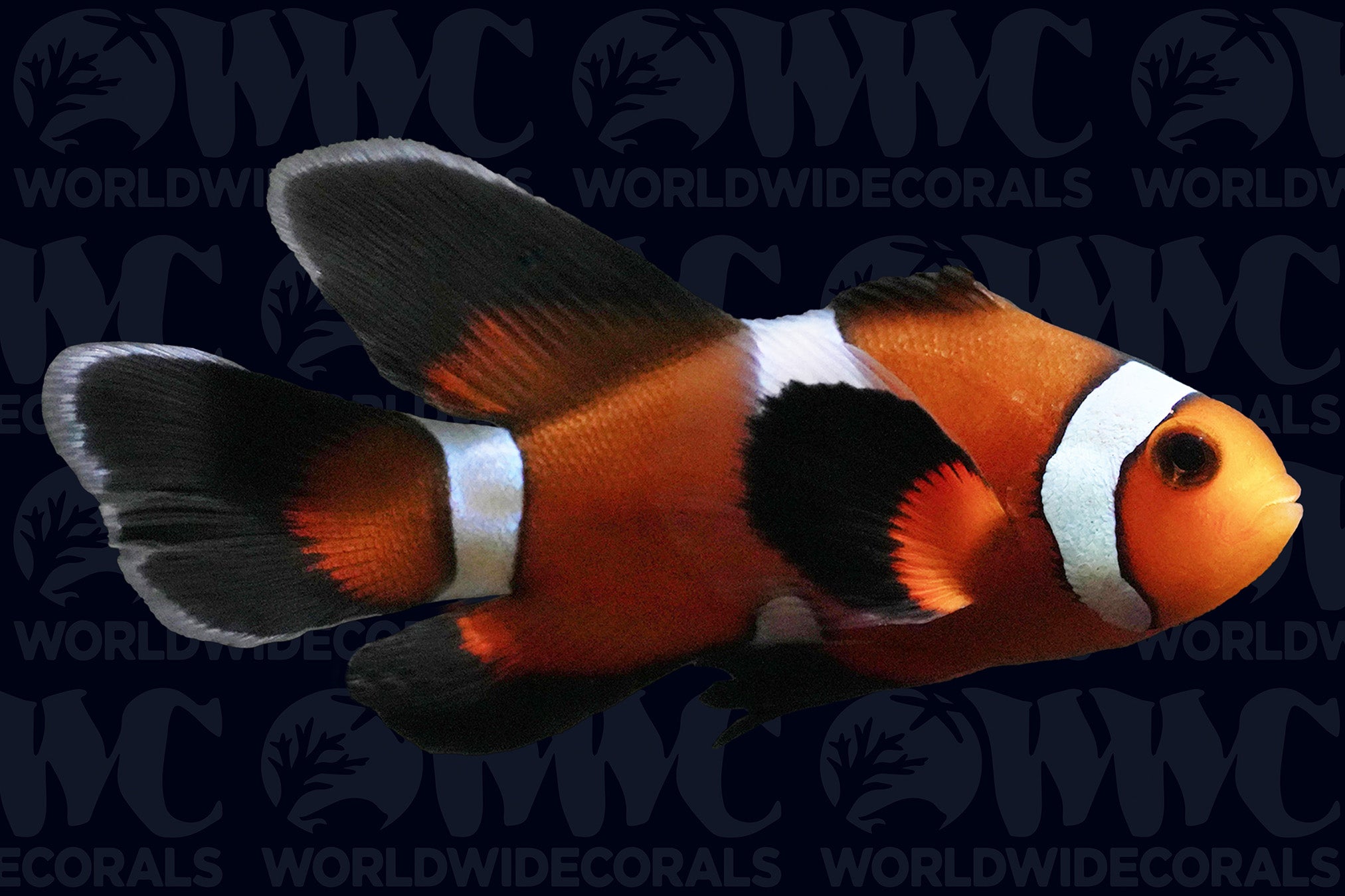 Longfin Misbar Ocellaris Clownfish - Aquacultured - USA