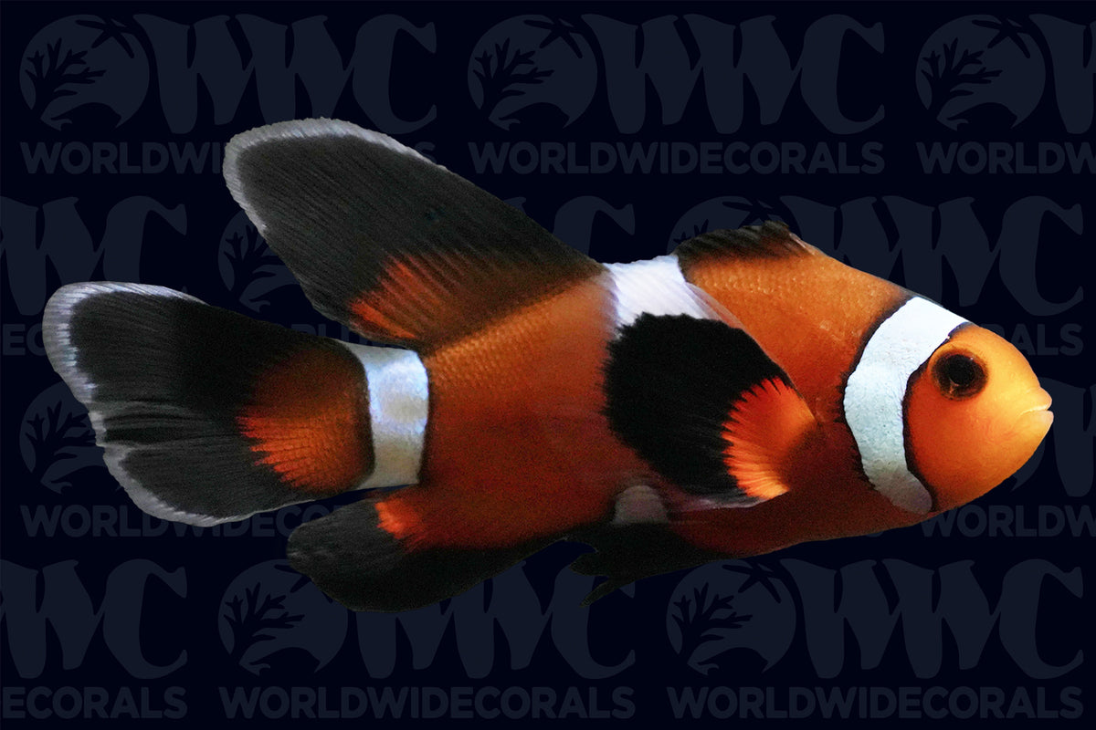 Misbar Longfin Ocellaris Clownfish - Aquacultured - USA