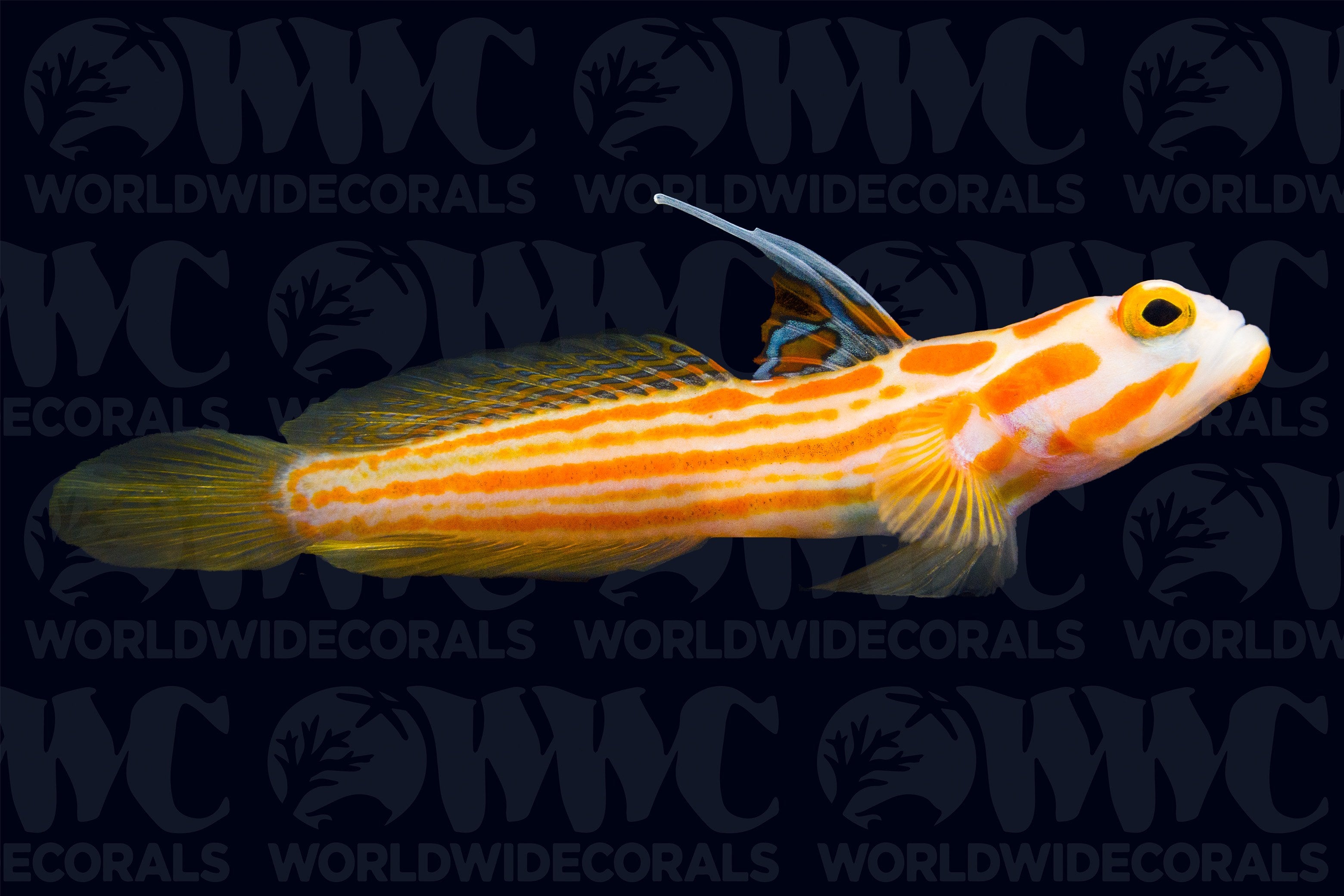 Yasha Goby - Aquacultured - USA