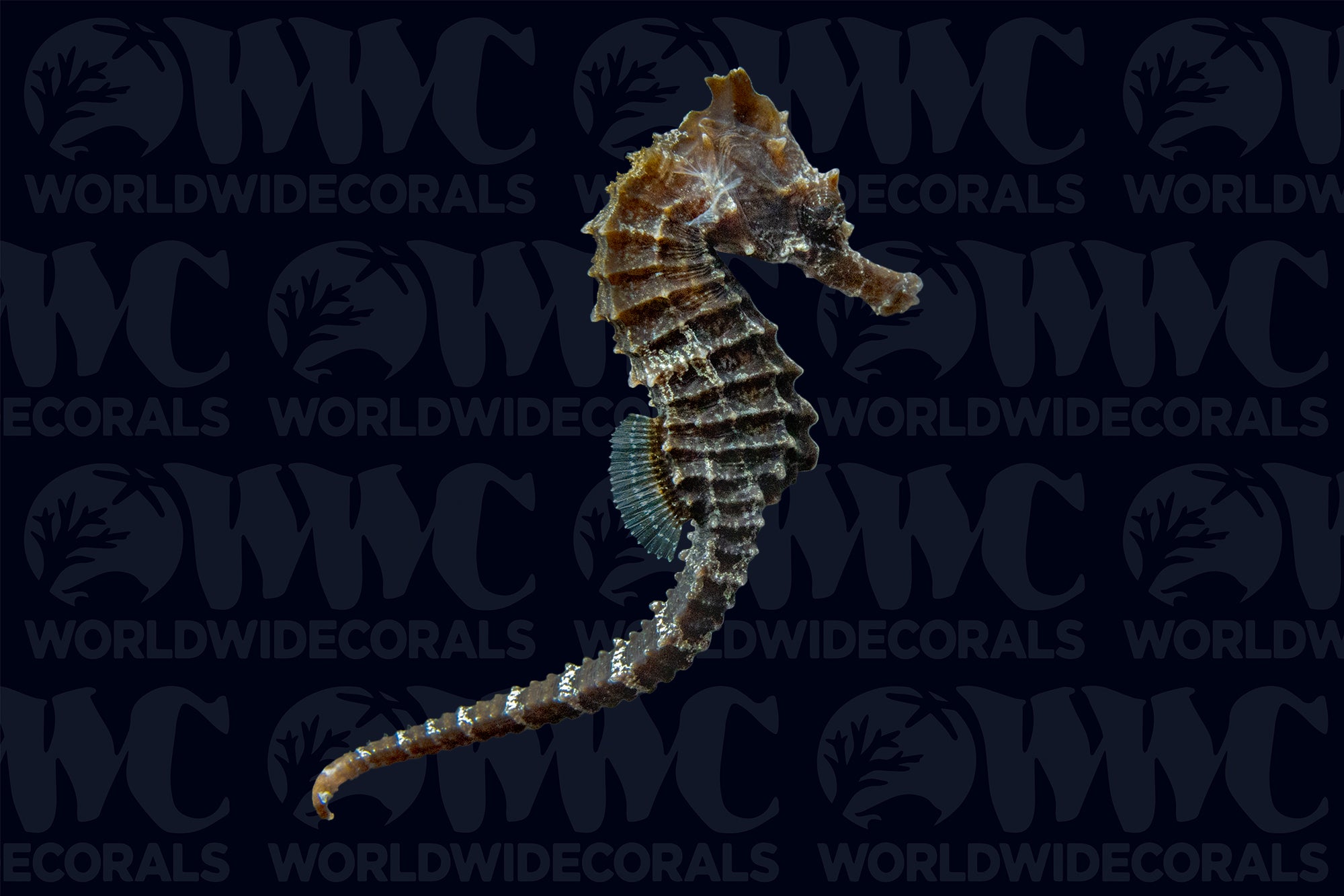 Lined Seahorse - Aquacultured - USA
