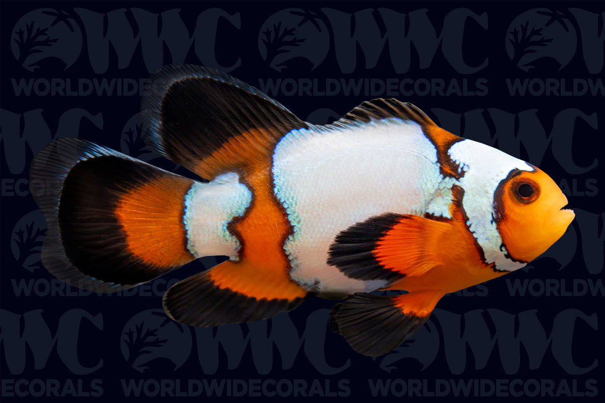 Longfin Snowflake Ocellaris Clownfish - Aquacultured - USA (QM Labs)