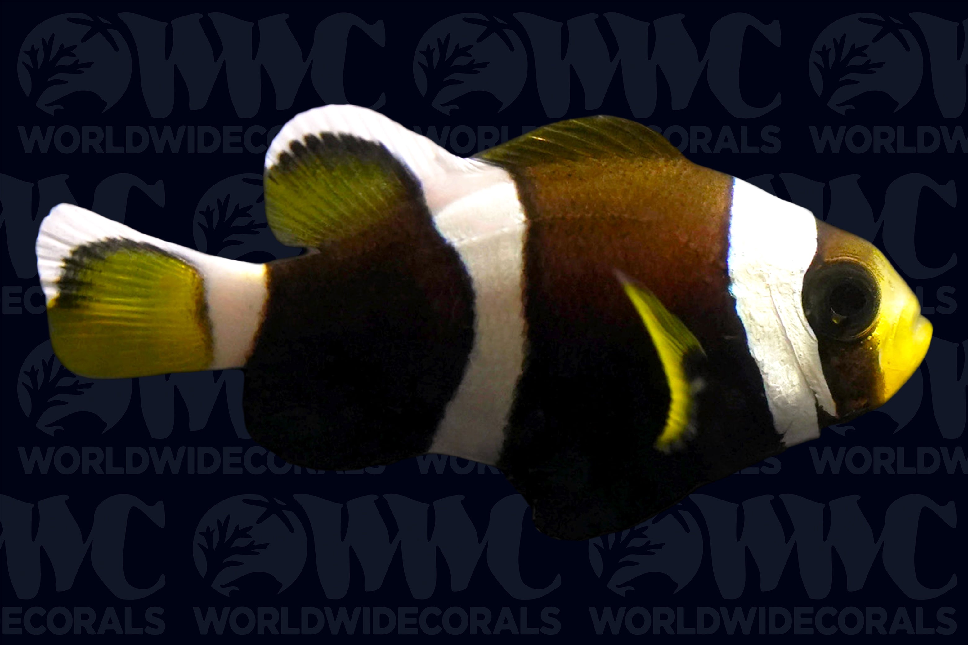 Wide-band Clownfish - Aquacultured - USA