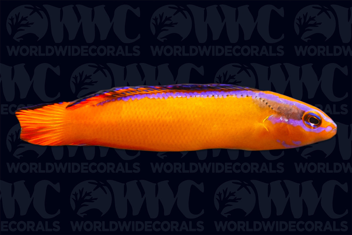 Neon Aldabraensis Dottyback - Aquacultured - USA