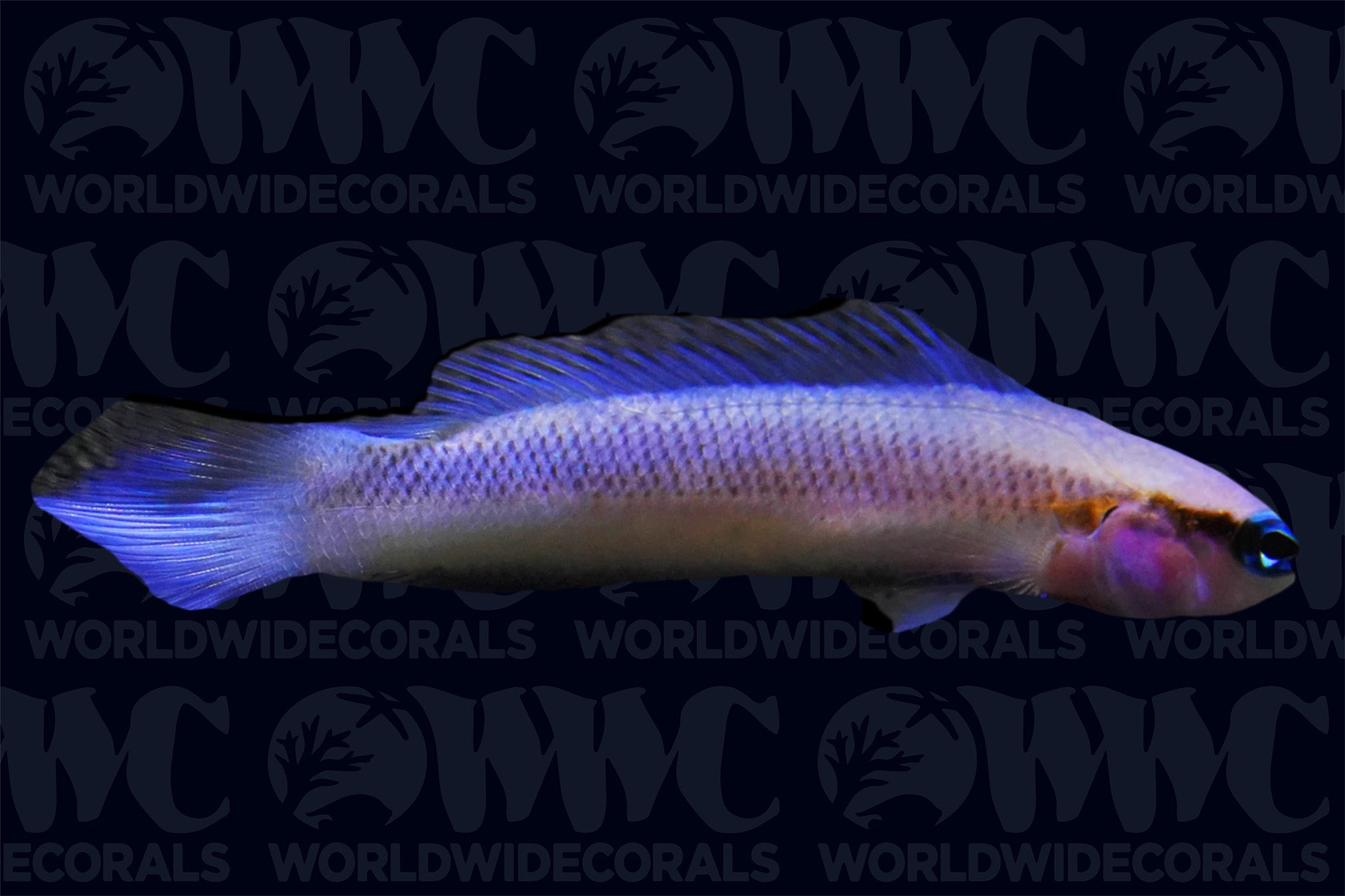 Indigo Dottyback - Aquacultured - USA