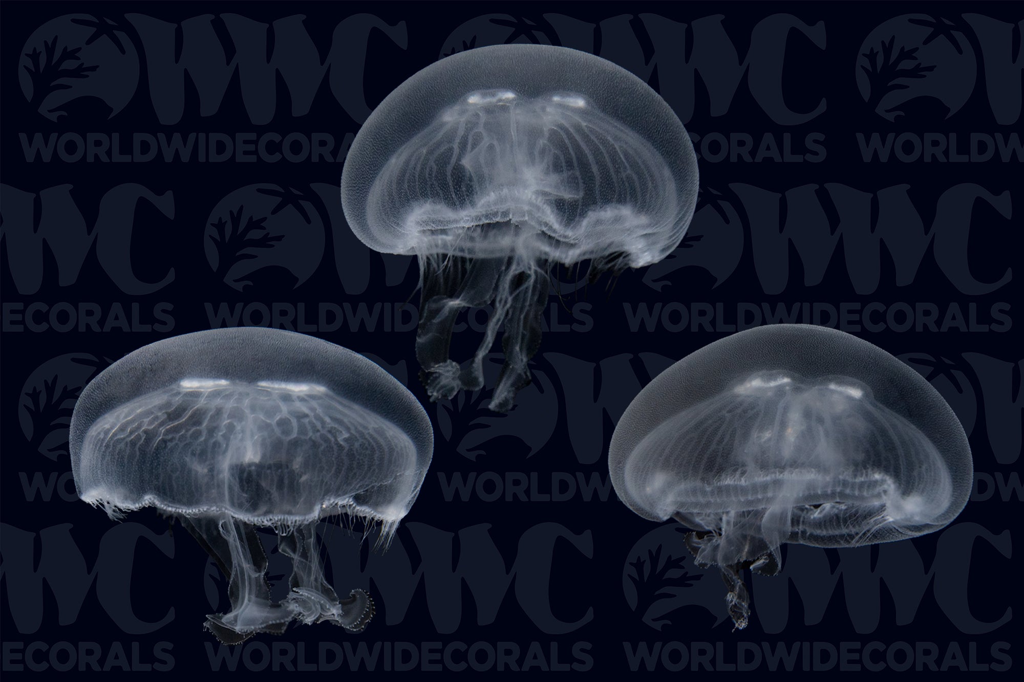 Moon Jellyfish - Aquacultured (3-Lot) - USA