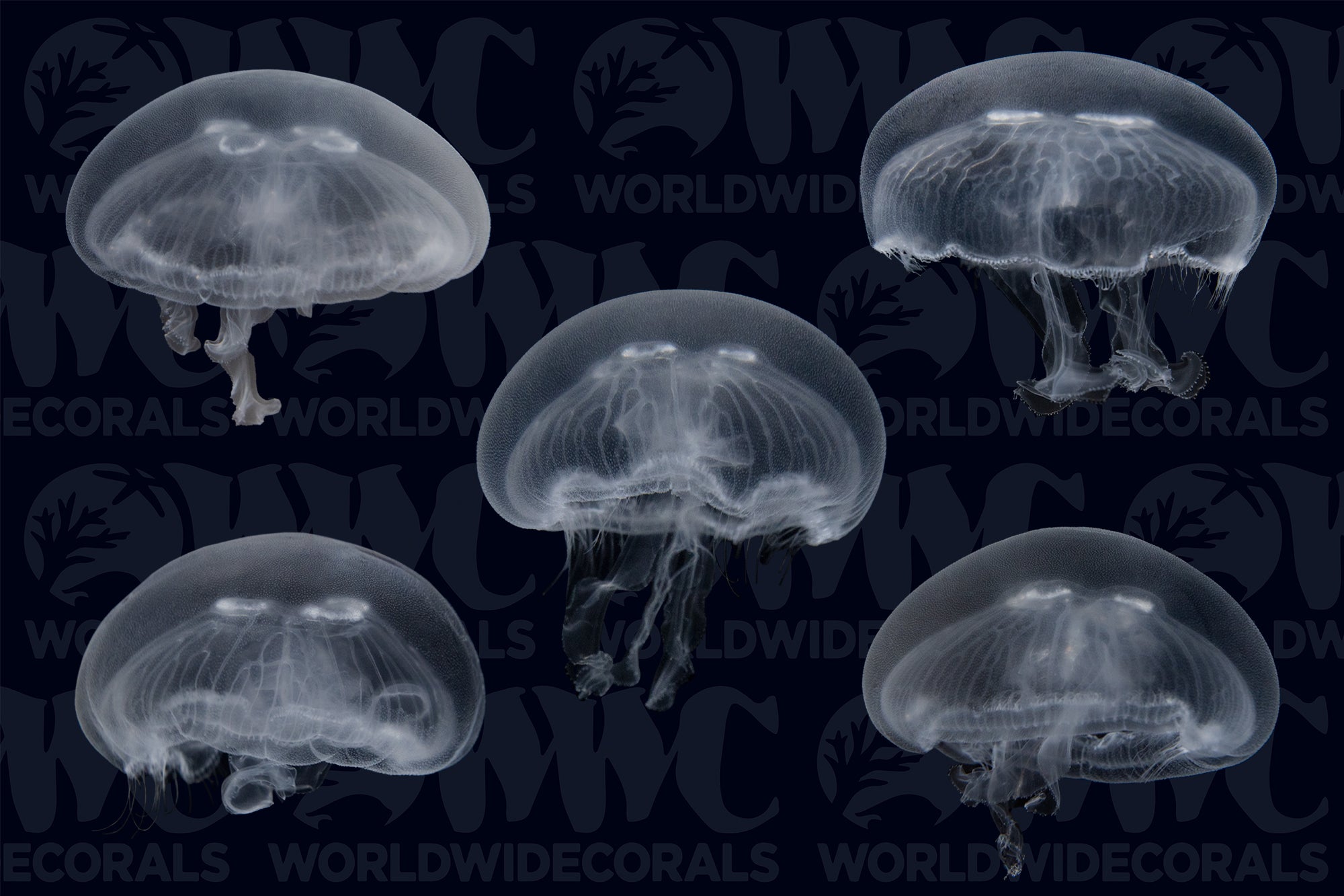 Moon Jellyfish - Aquacultured (5-Lot) - USA