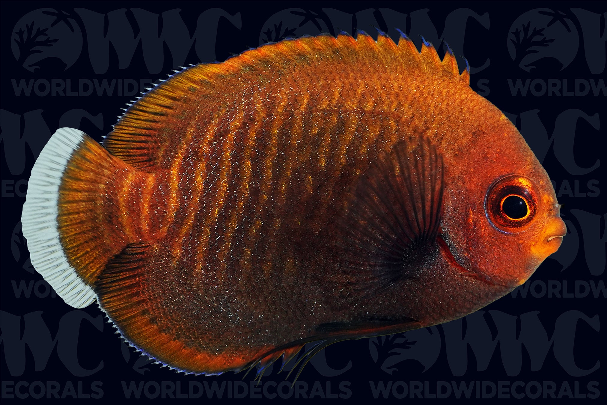 Golden Pygmy Angelfish - Aquacultured - Bali Aquarich - Indonesia