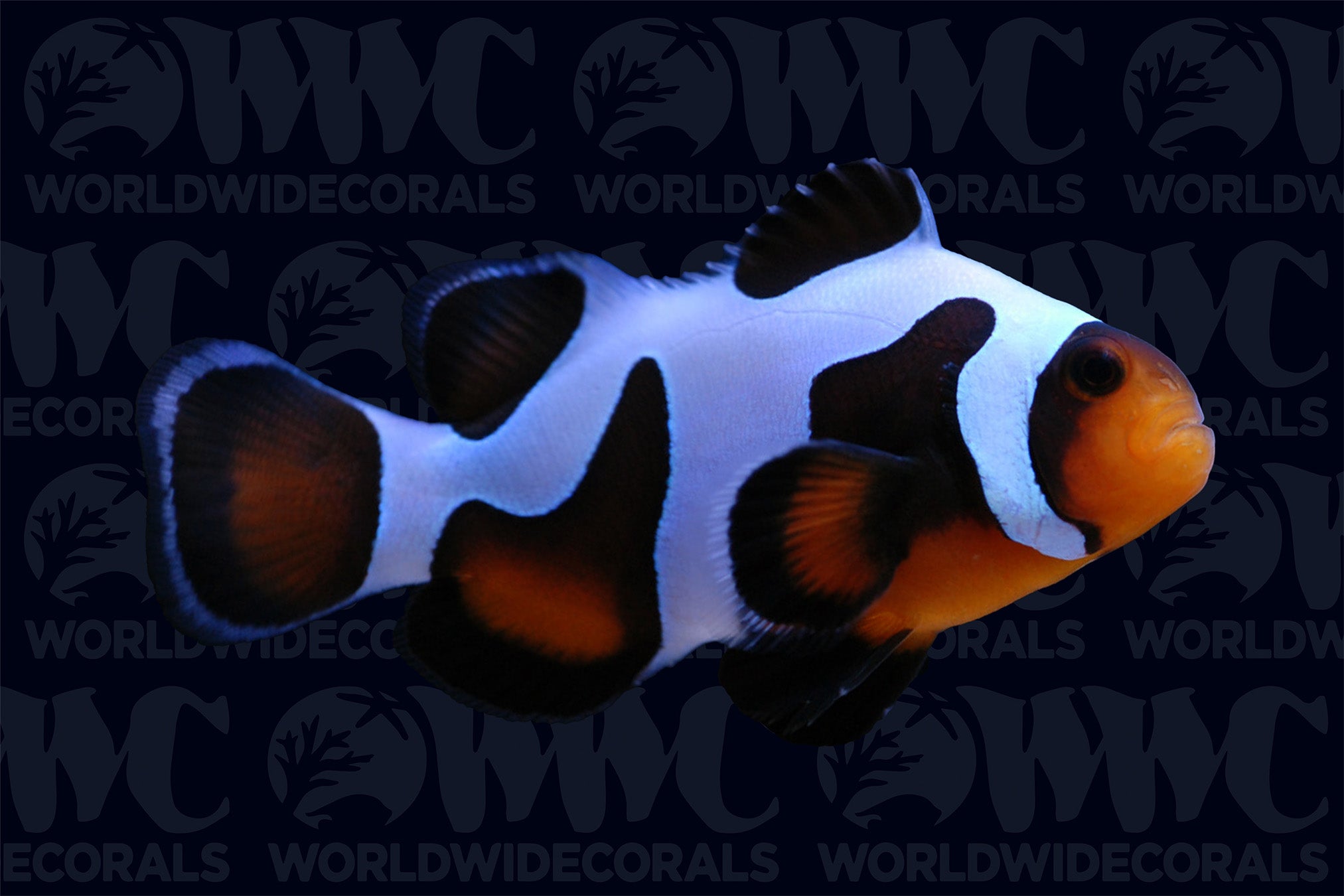 da Vinci Grade A Clownfish - Aquacultured - U.S.A.