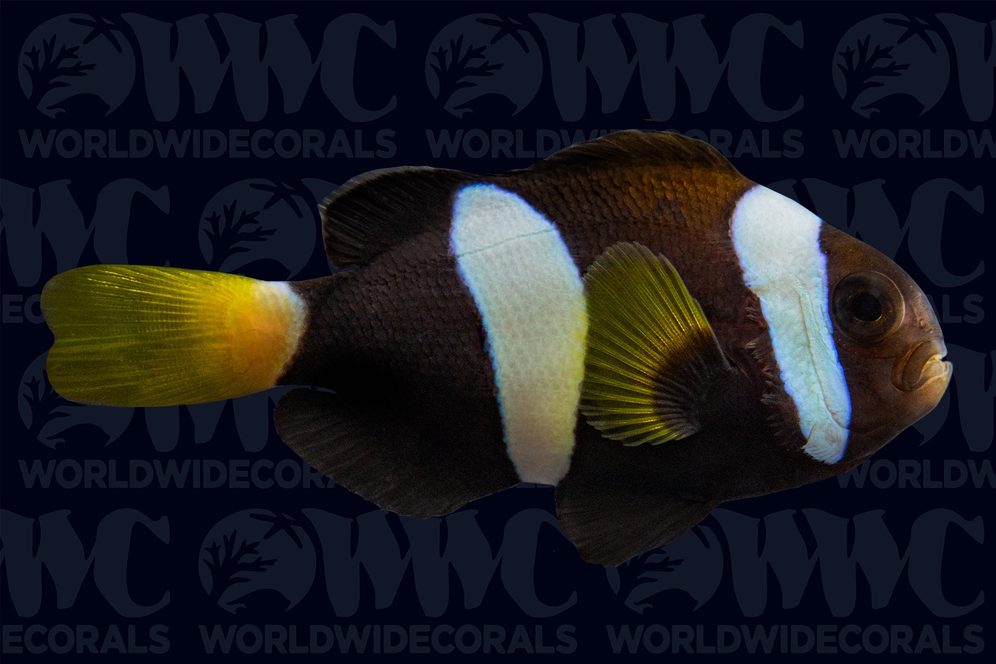 Aussie Milii Clownfish - Aquacultured - USA (QM Labs)
