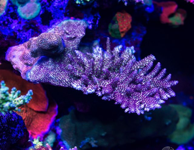 WWC Blazing Banshee Acropora - Mother Colony